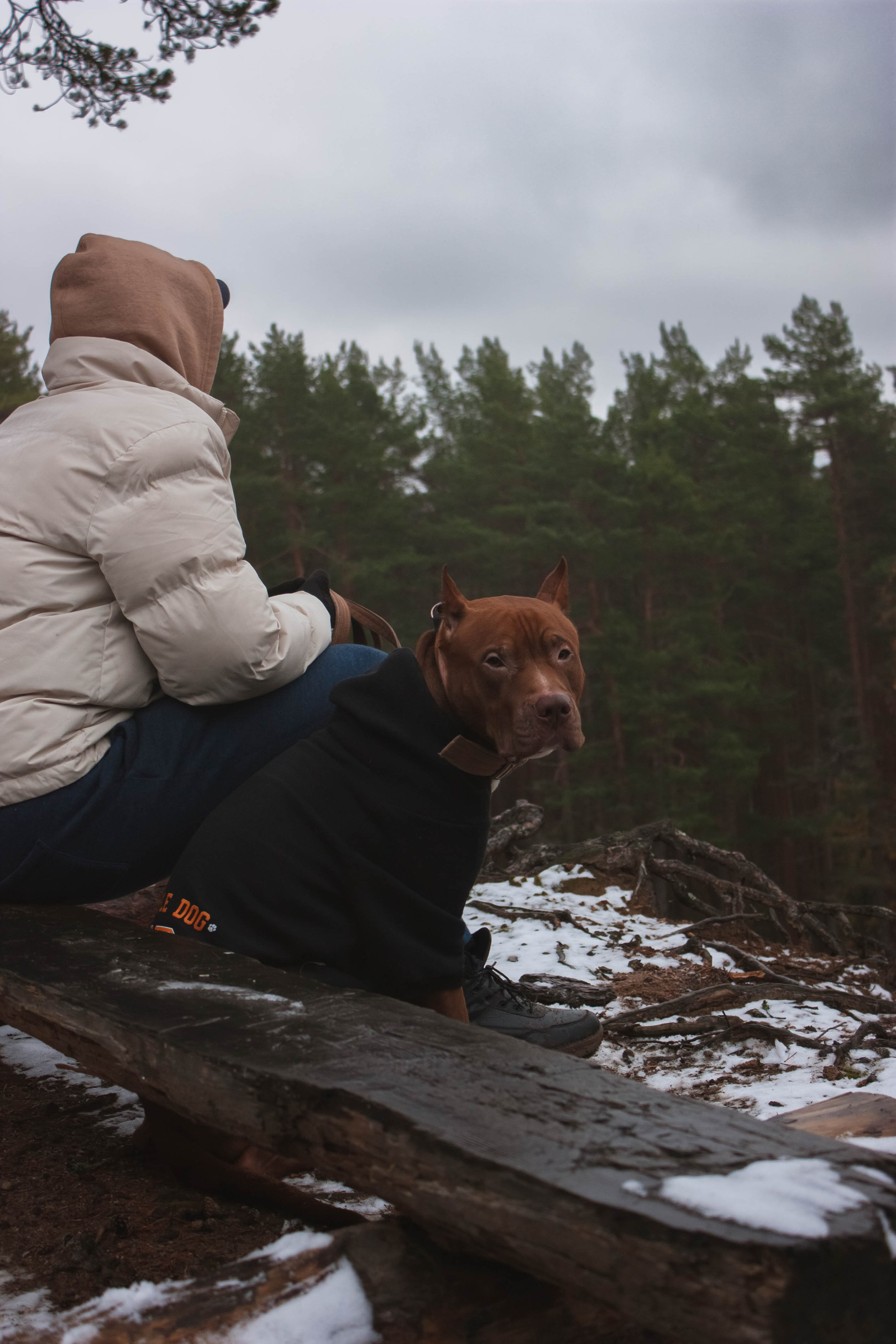 Айрон и Егор. Фотограф-анималист в Санкт-Петербурге Алина Яхонт