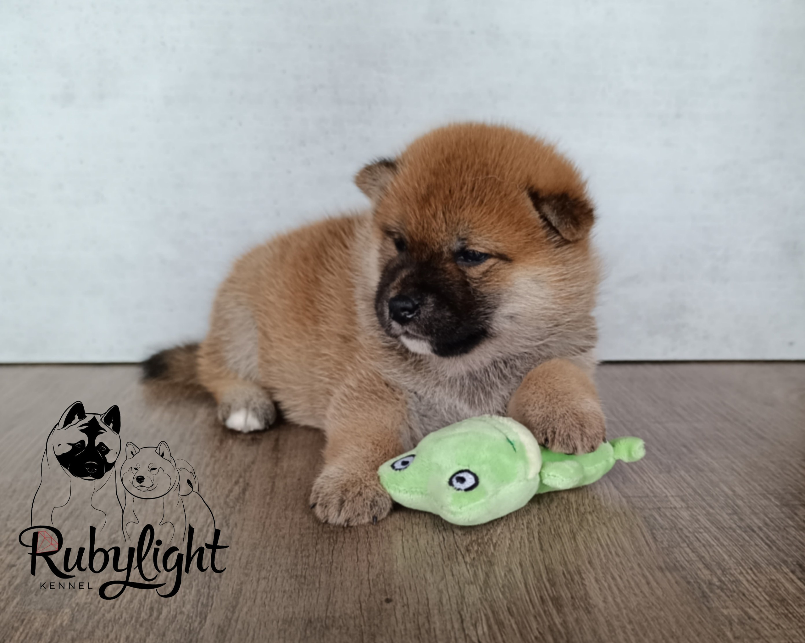 Сиба Rubylight Ellis питомник Рубилайт 