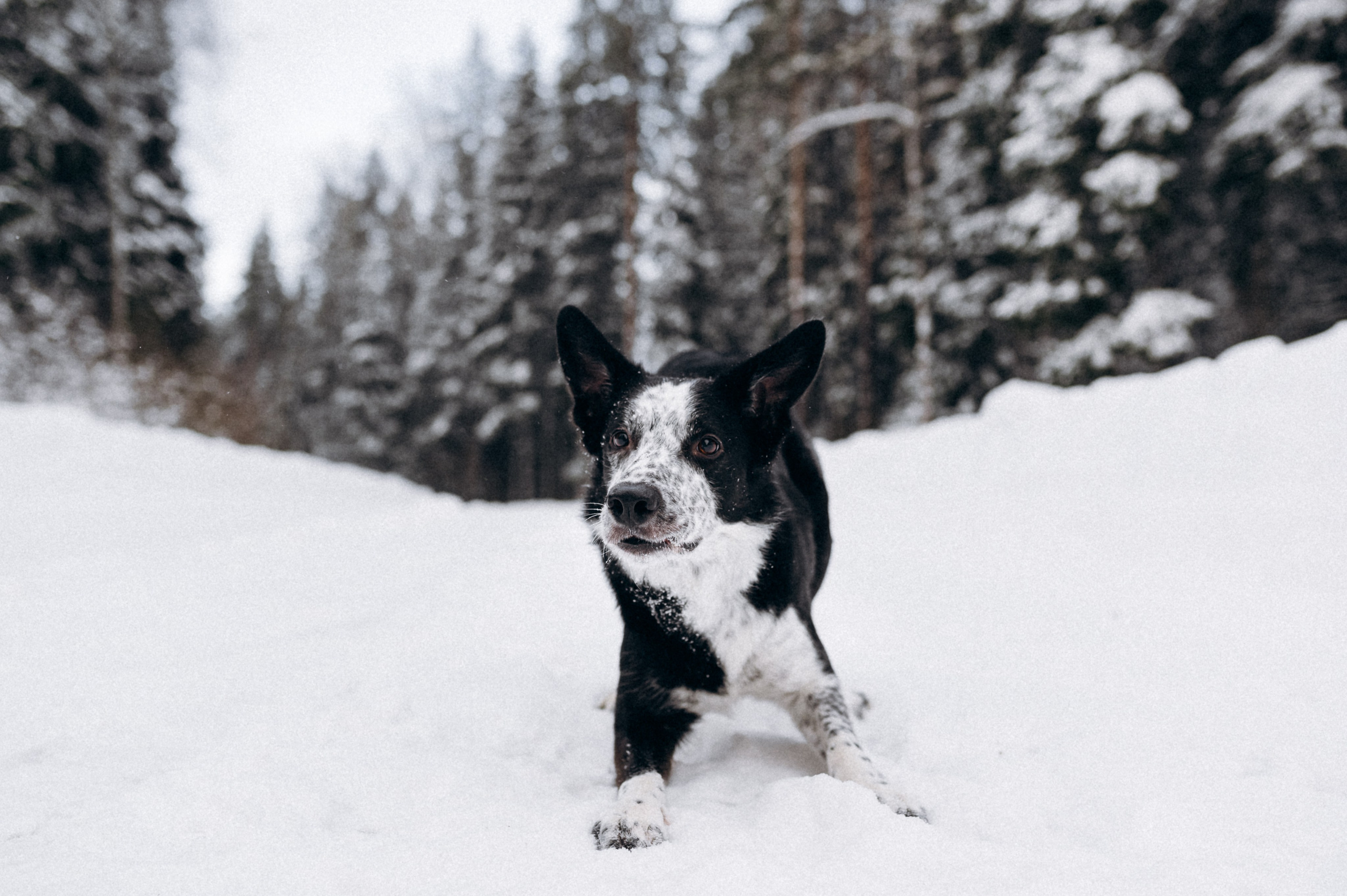 Аня и Милан. Фотограф анималист в Москве Ольга Агушева