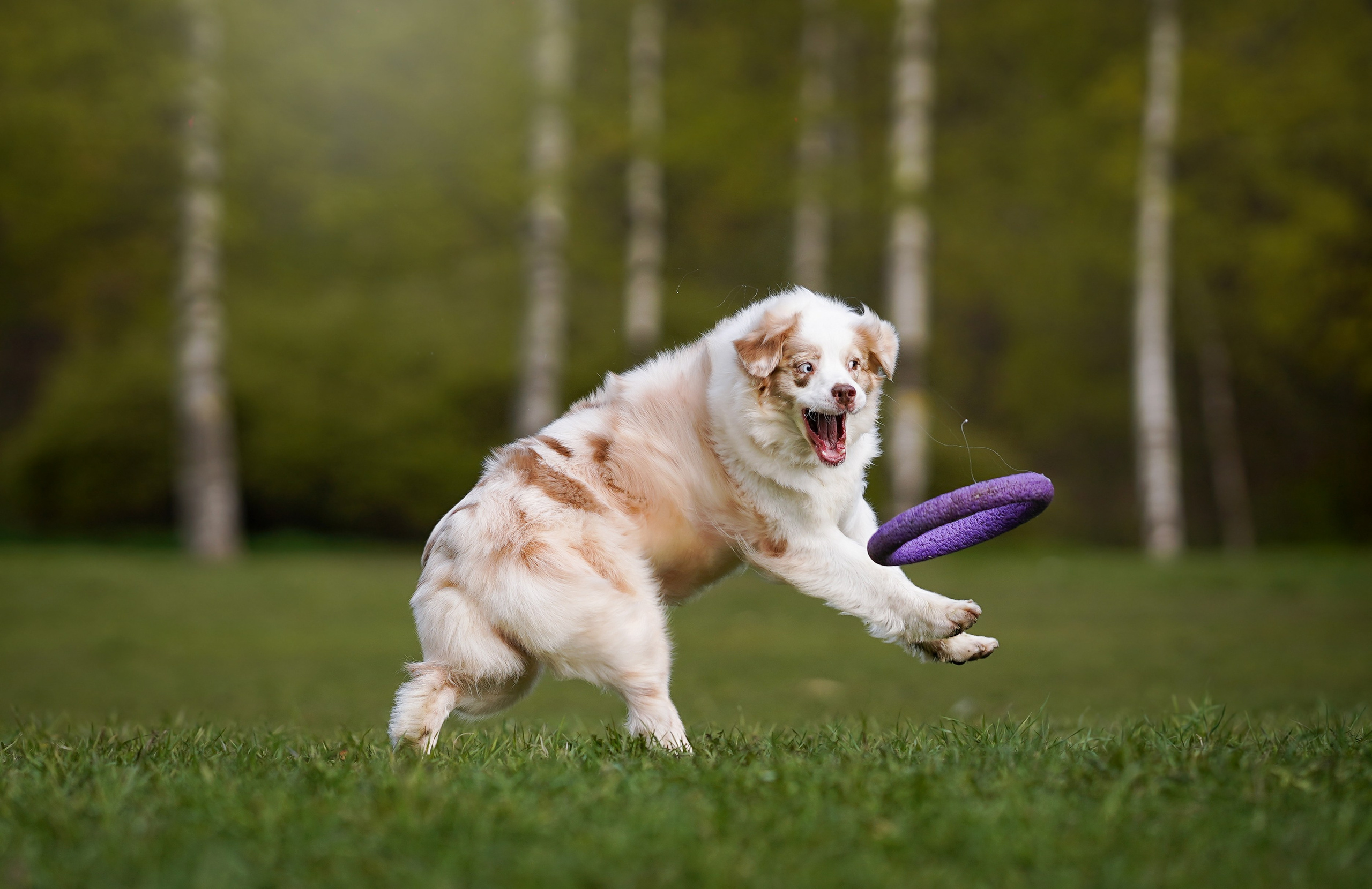 Рокки и Гермиона. Фотограф-анималист в Санкт-Петербурге Яна Мартынова