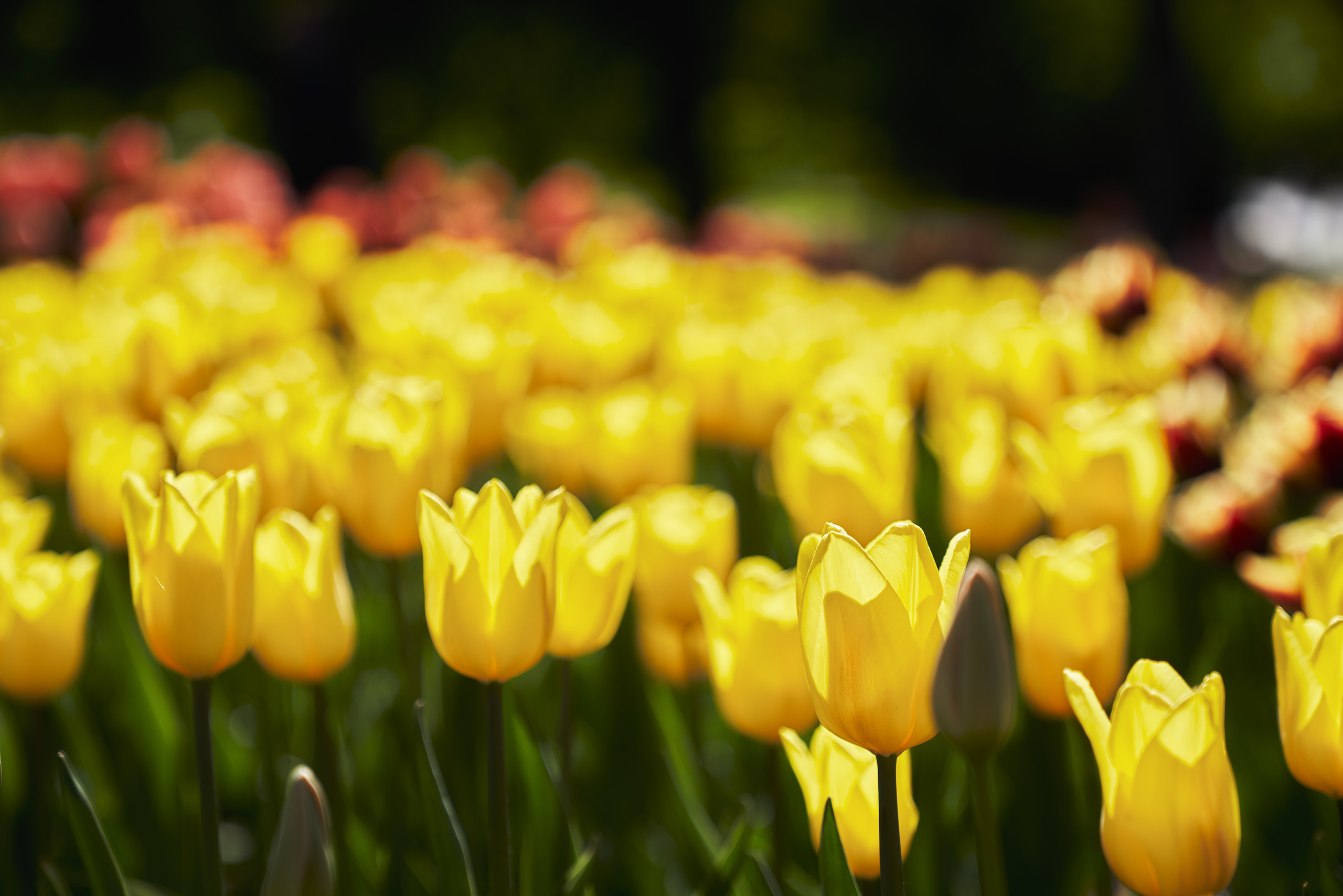 Фотосессия беременности в цветущих садах Коломенского. Фотограф Опарин
