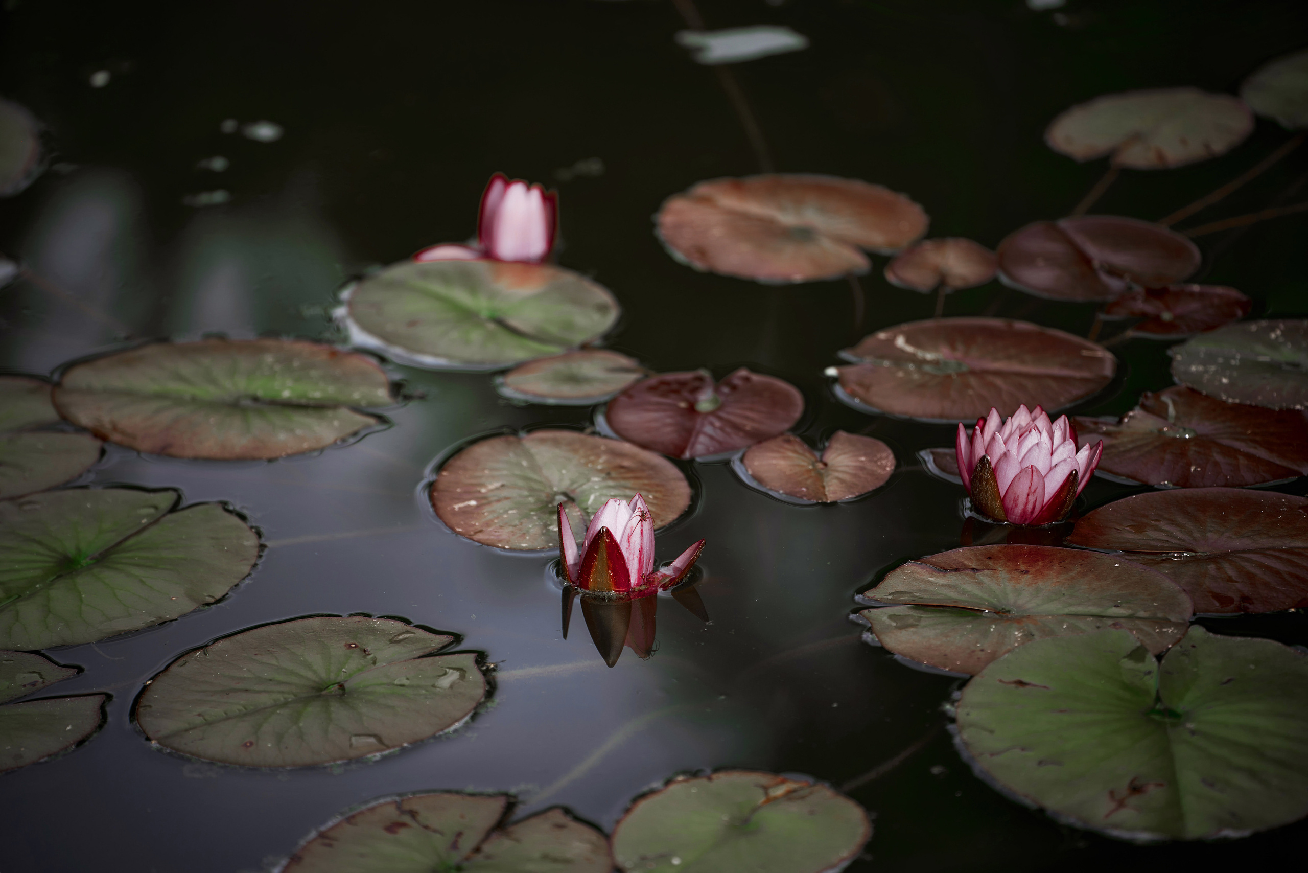 Семейная фотосессия на природе в Подмосковье Фотограф Евгений Опарин