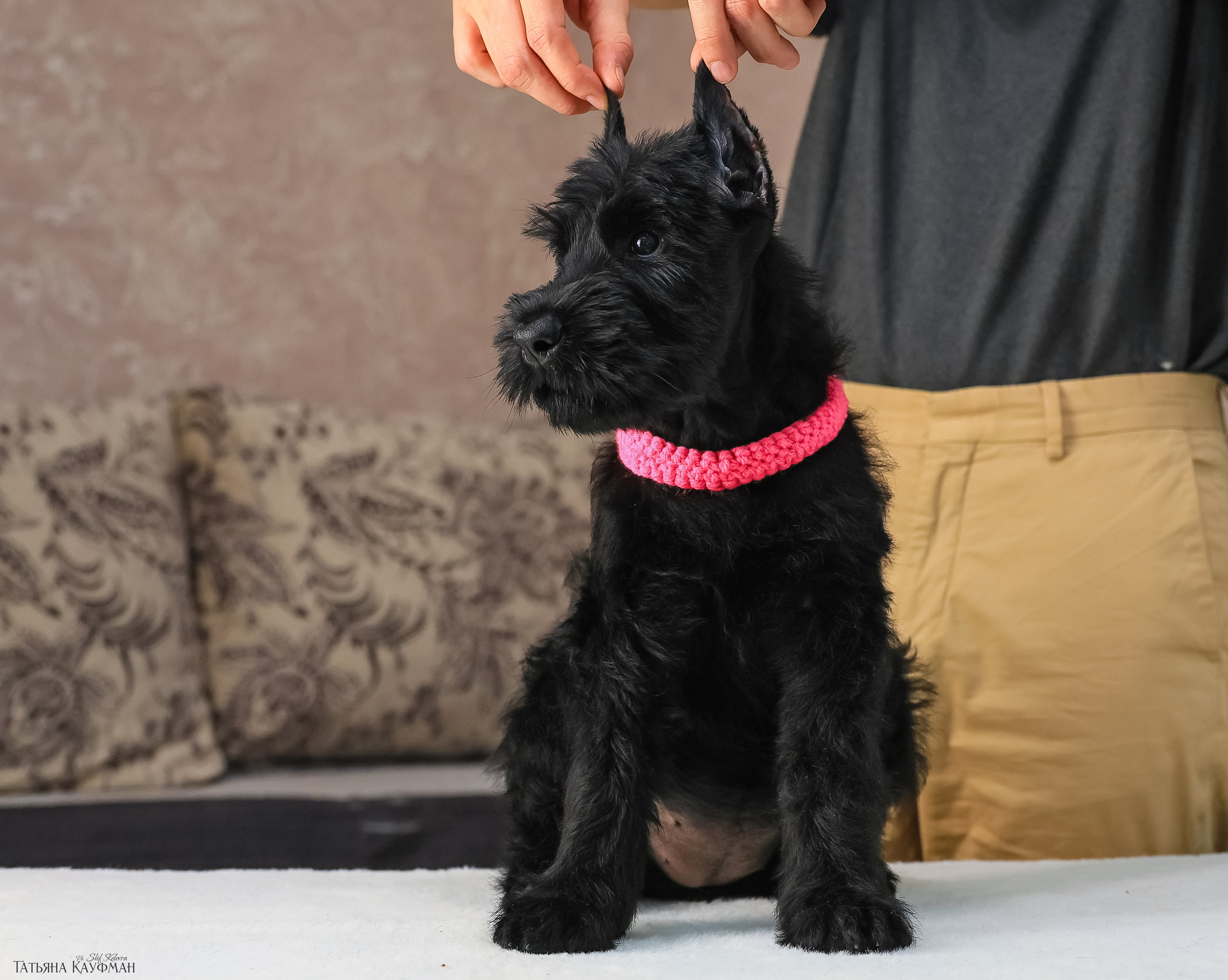 Ризеншнауцеры 2 месяца. Фотограф Анималист из Новосибирска Татьяна Кауфман