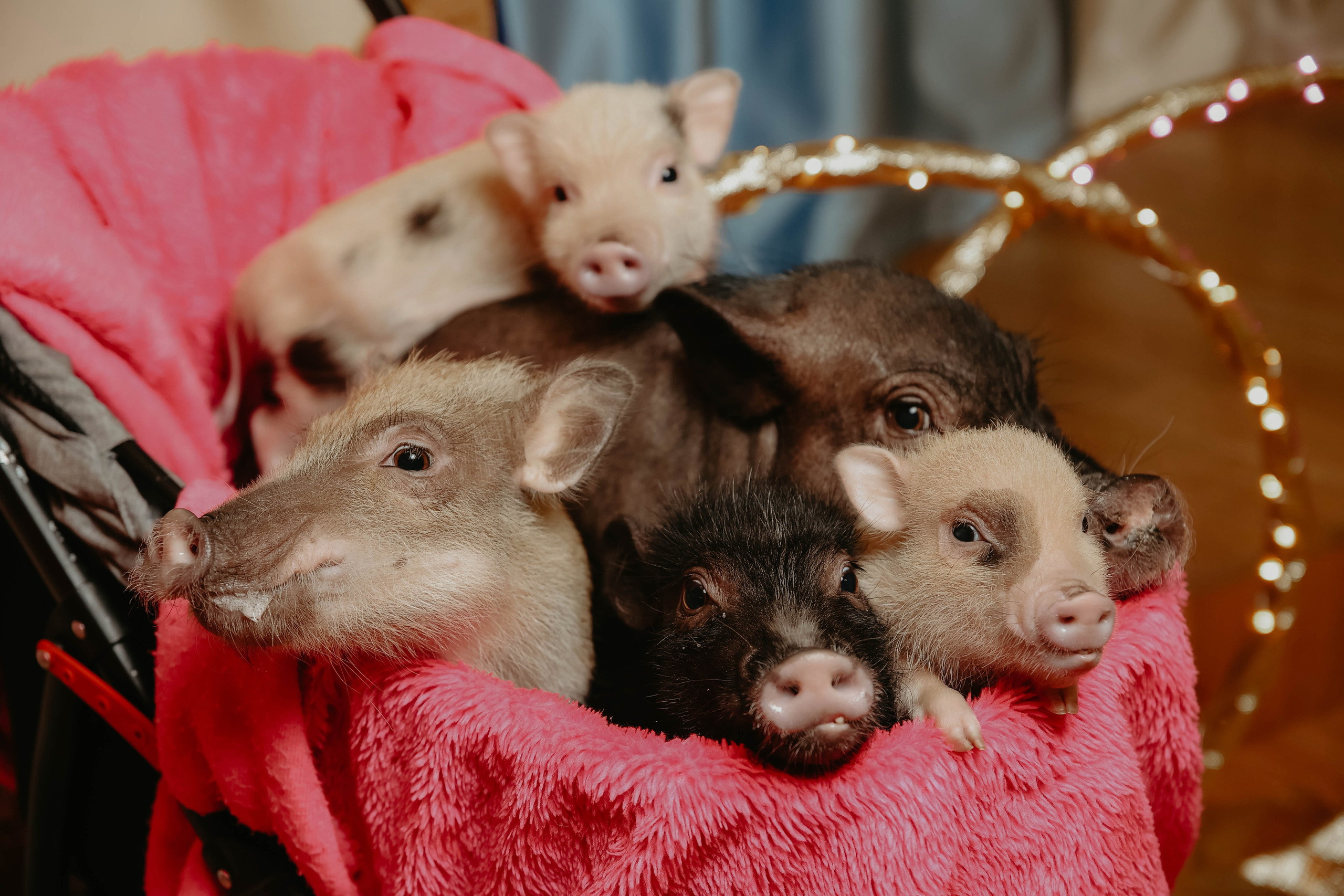 Белле 5 лет. Фотограф в Москве и любой точке земного шара Алёна Вялова (Чулкова)