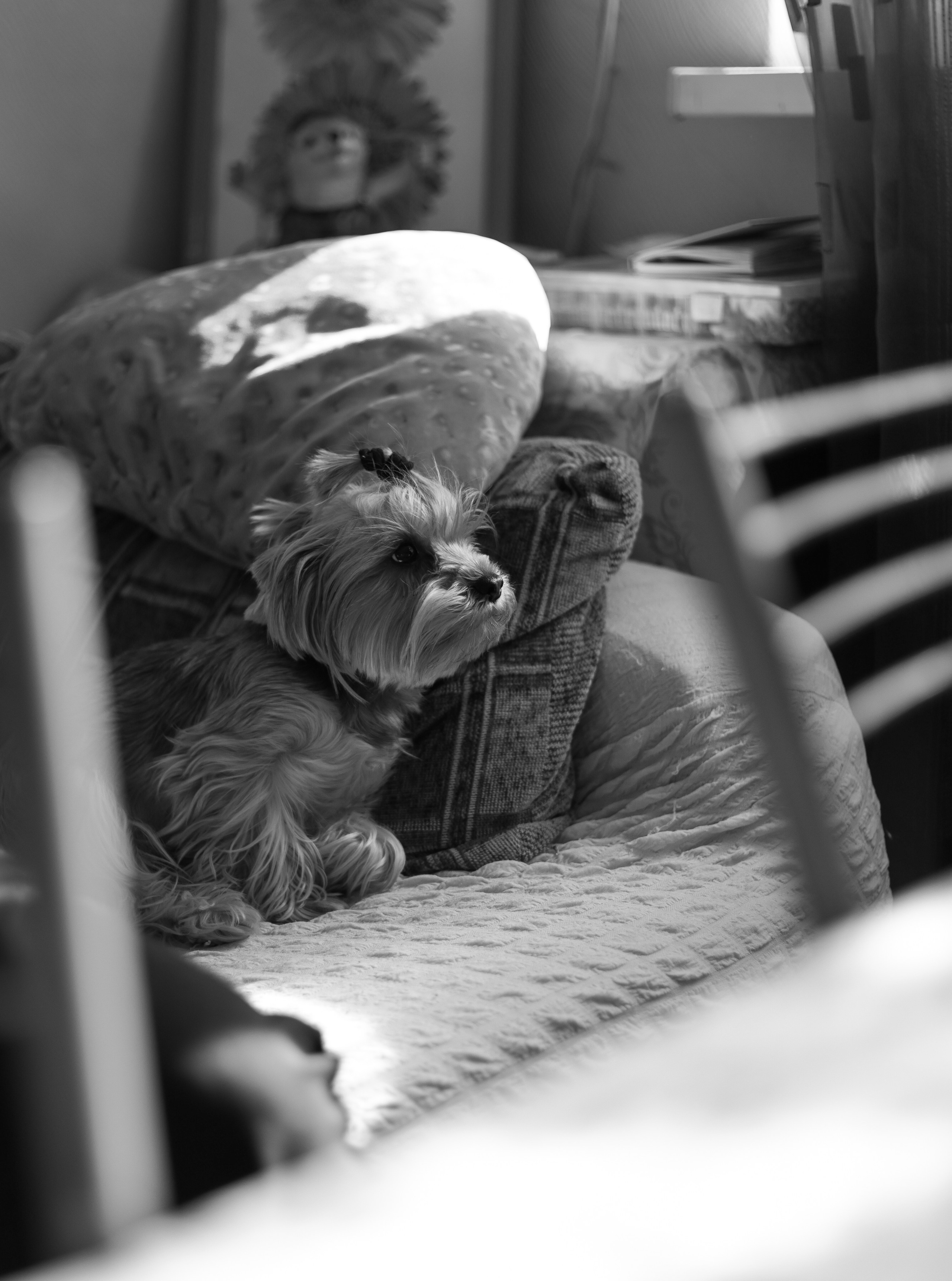 Домашняя история. Meryfotoidea