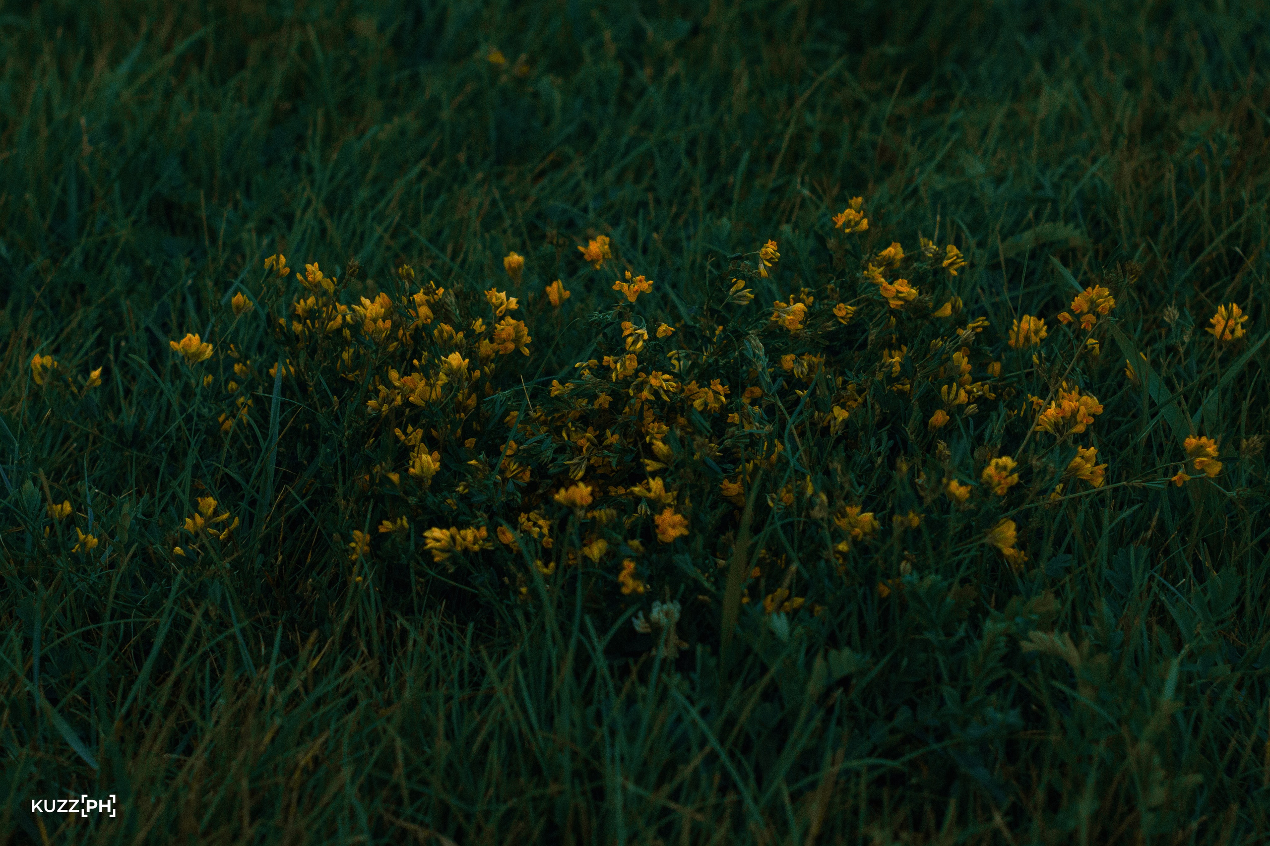 27.07.2024 | Красноярск. Kuznetsov | Фотограф в Красноярске