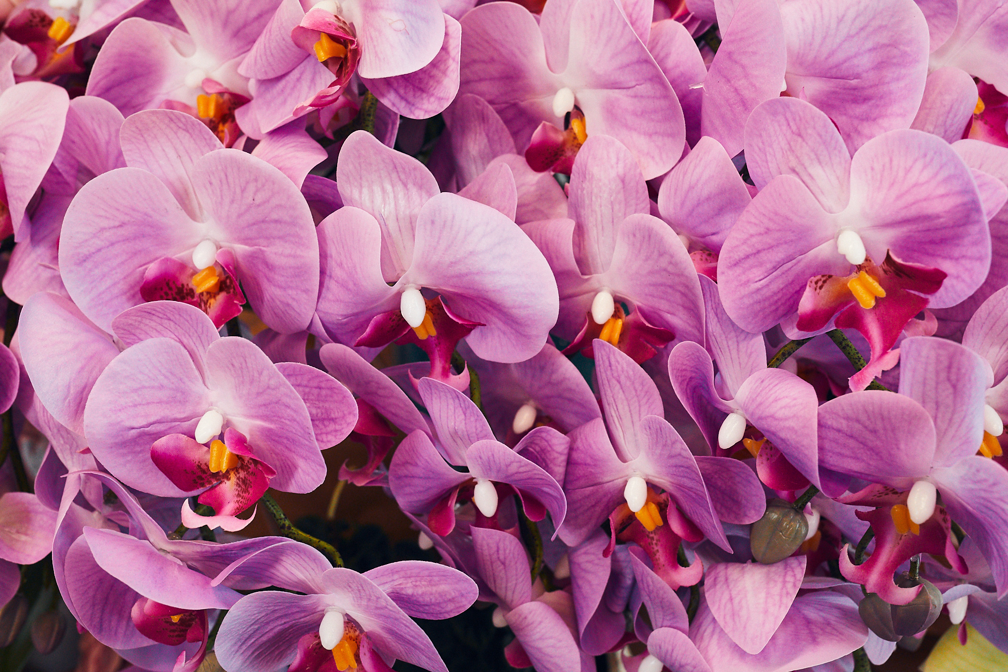 Студия флористики «Зелень». Бизнес портрет Аэросъемка Интерьерная съемка Тюмень