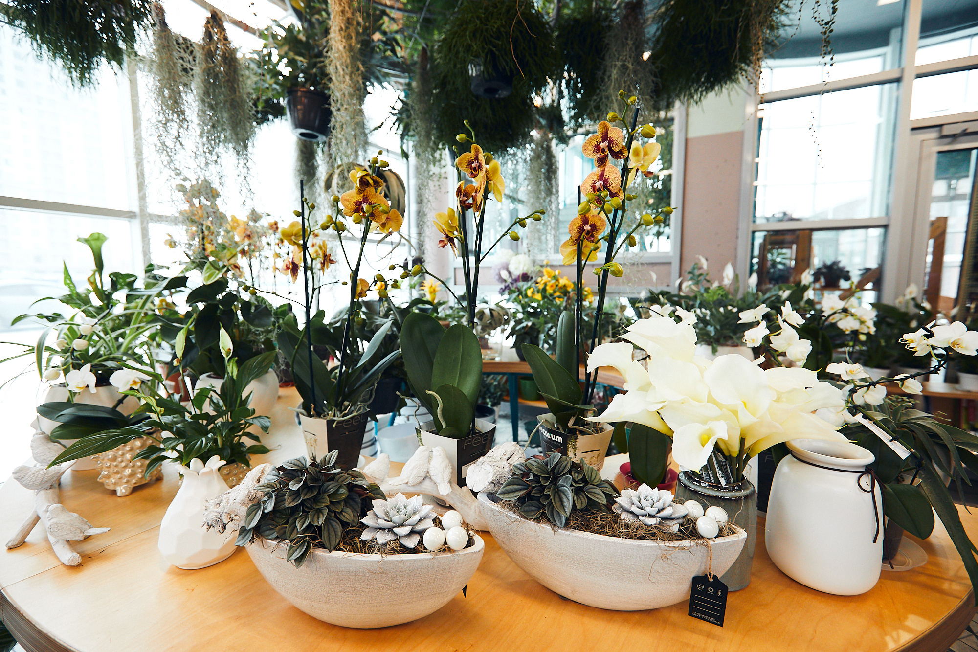 Студия флористики «Зелень». Бизнес портрет Аэросъемка Интерьерная съемка Тюмень