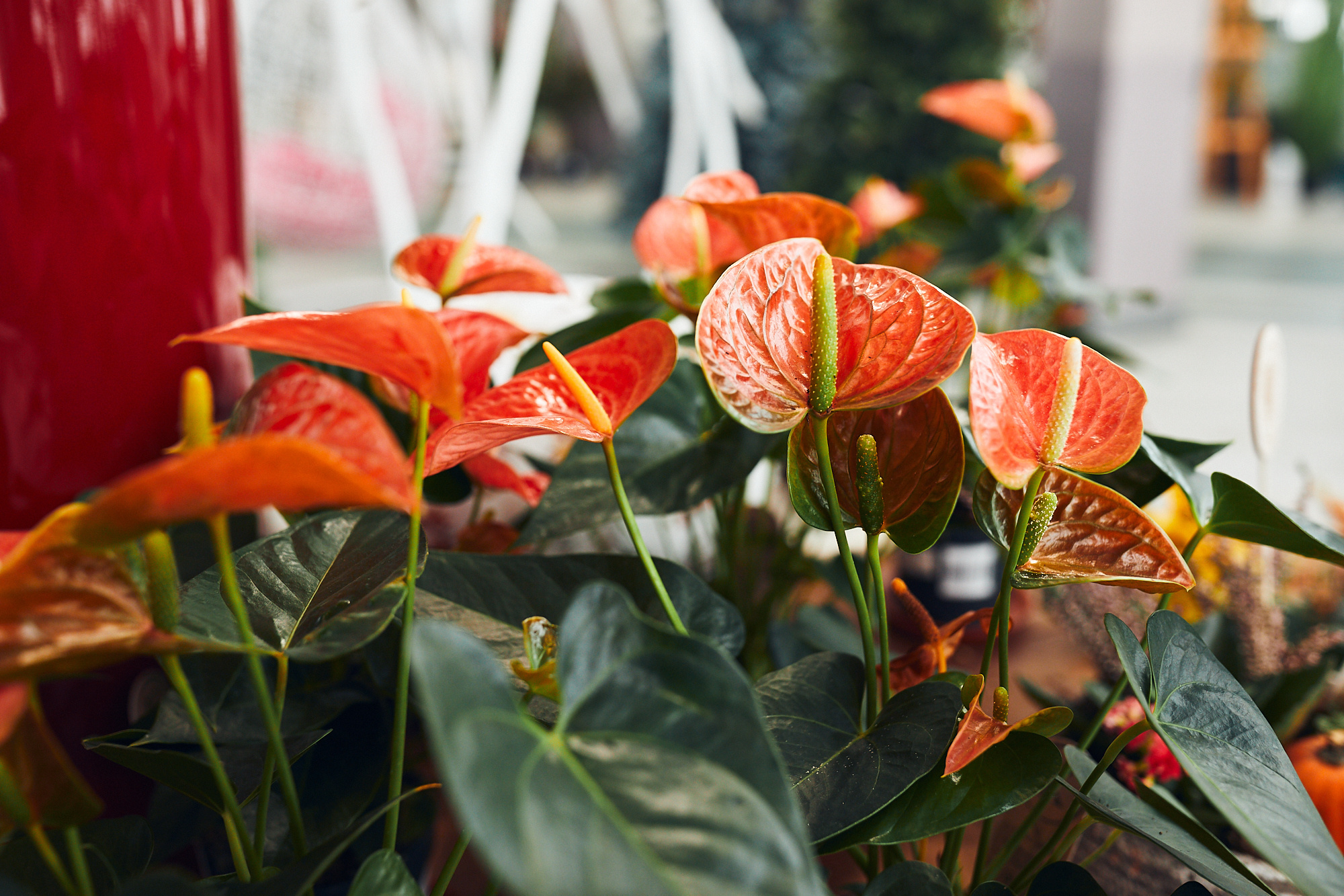 Студия флористики «Зелень». Бизнес портрет Аэросъемка Интерьерная съемка Тюмень