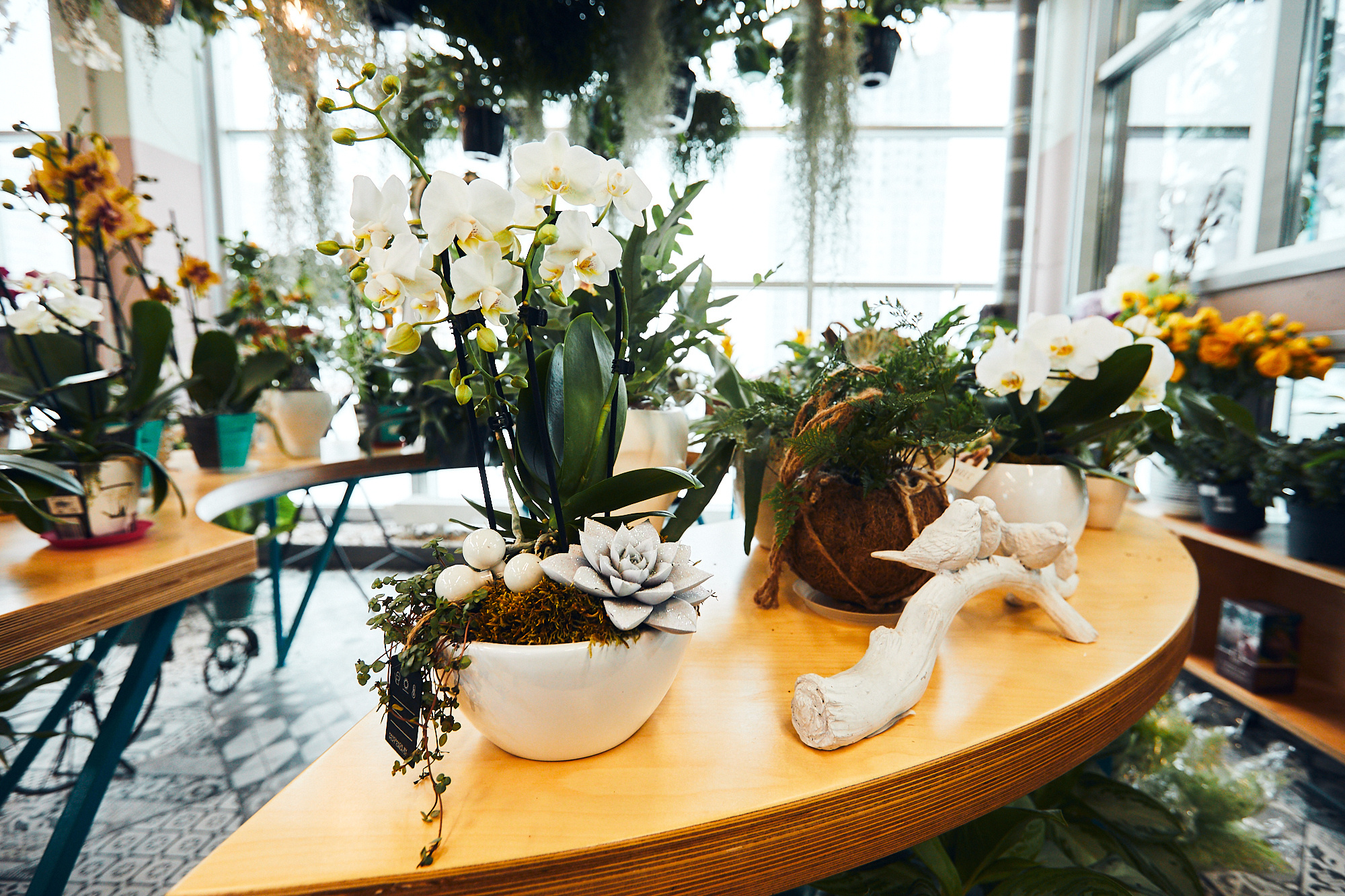 Студия флористики «Зелень». Бизнес портрет Аэросъемка Интерьерная съемка Тюмень