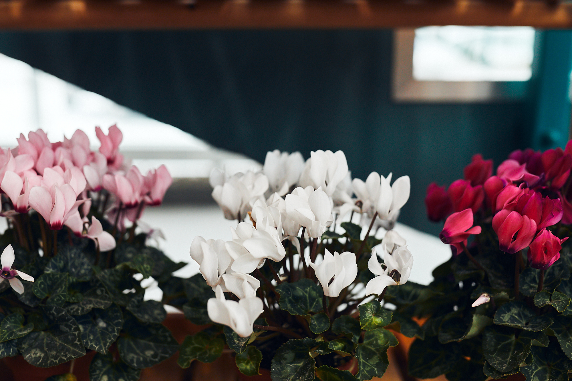 Студия флористики «Зелень». Бизнес портрет Аэросъемка Интерьерная съемка Тюмень