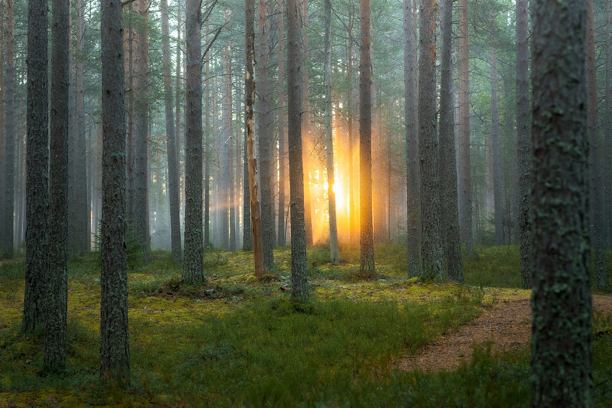 Рассвет в осеннем лесу, Карелия. Юля Дэй • Фотограф, Санкт-Петербург