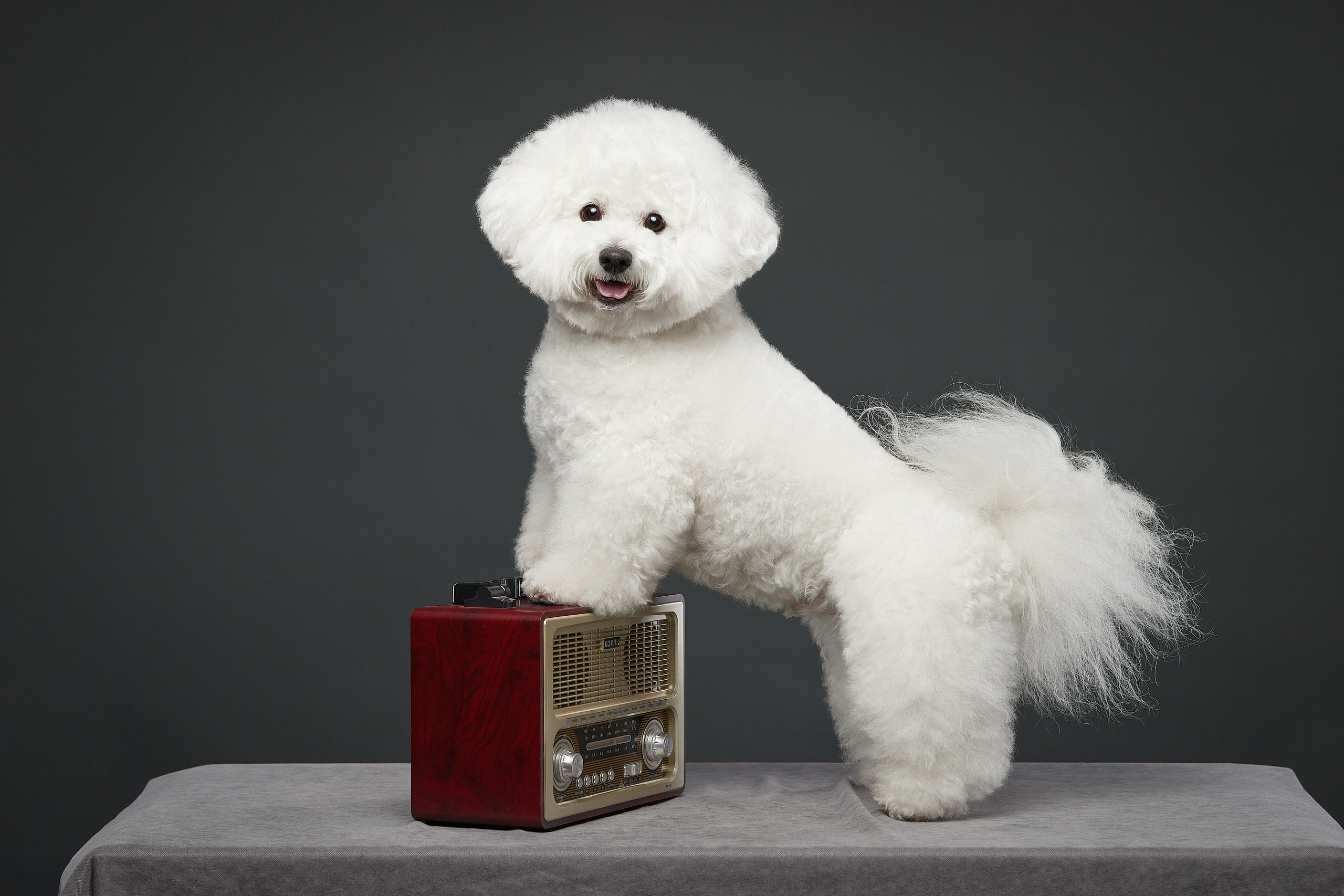 СТУДИЯ. ФОТОГРАФ-АНИМАЛИСТ l LANA POLYAKOVA