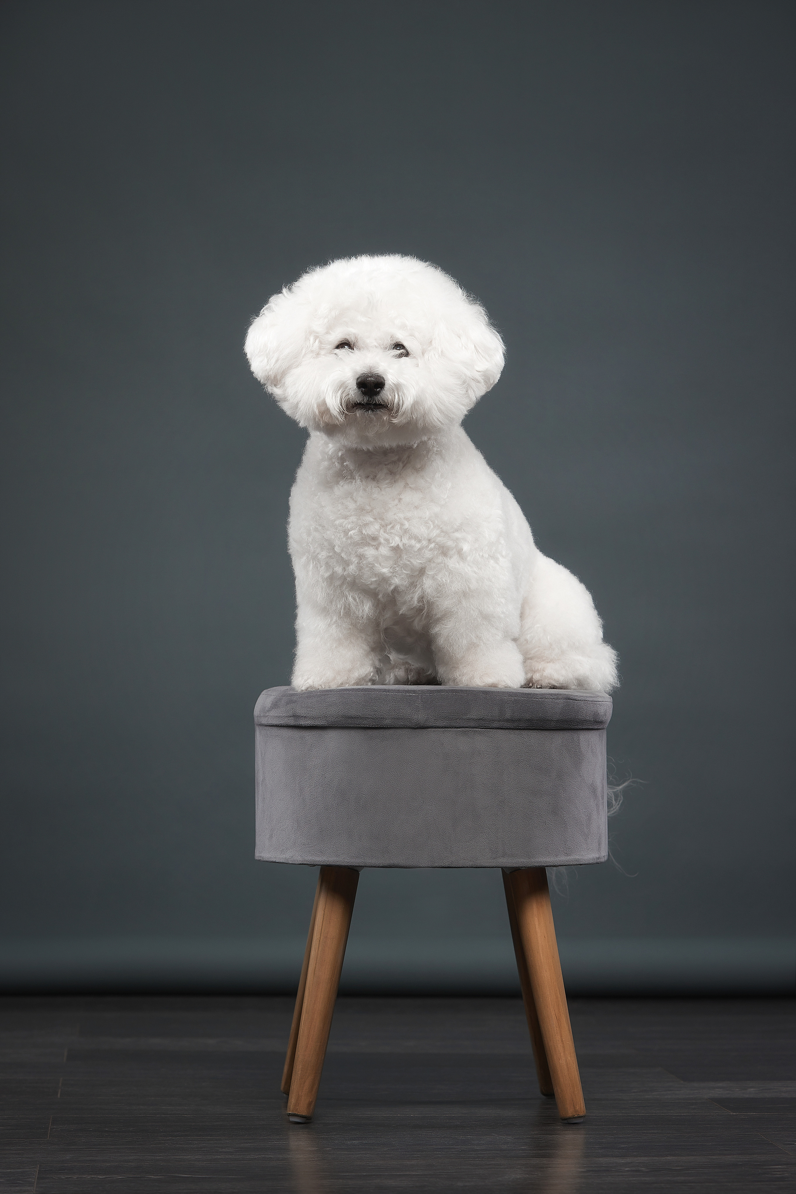 СТУДИЯ. ФОТОГРАФ-АНИМАЛИСТ l LANA POLYAKOVA