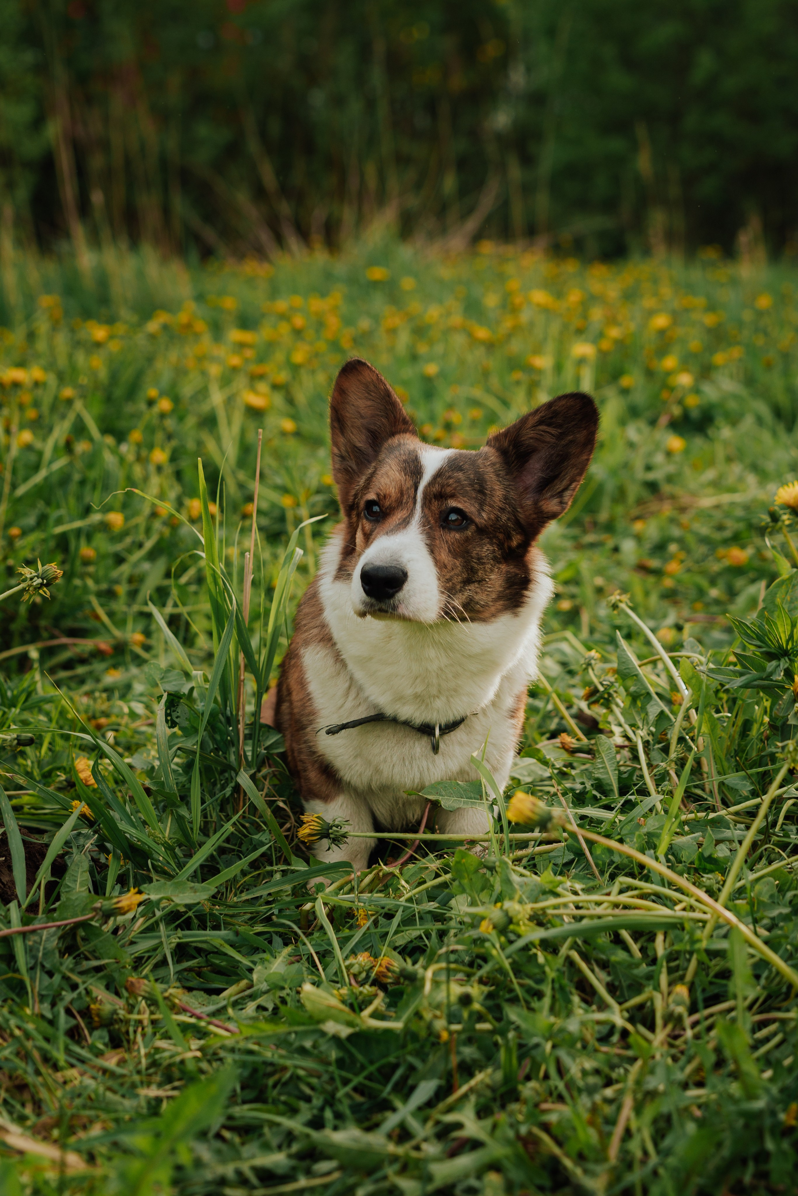 Фотовыходные с питомцами Мурино. Фотограф в Санкт-Петербурге и Ленинградской области