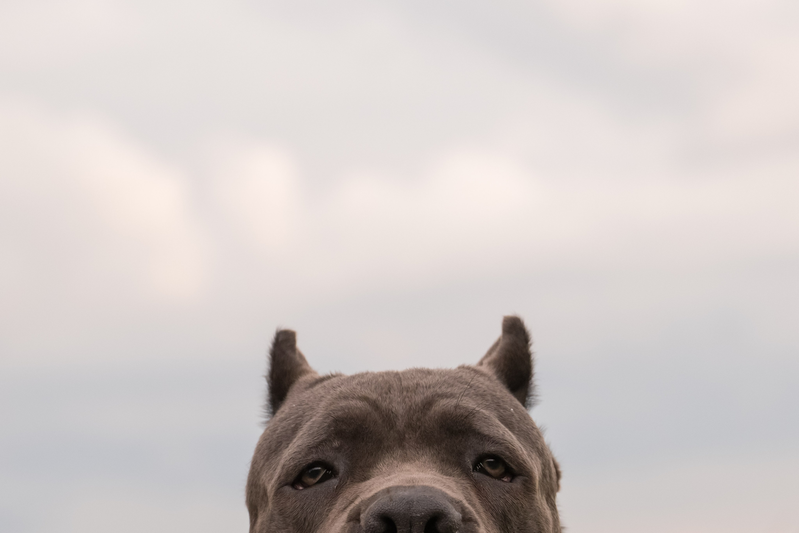 Дина, Яна и Лео. Фотограф Саратов Юлия Петрова