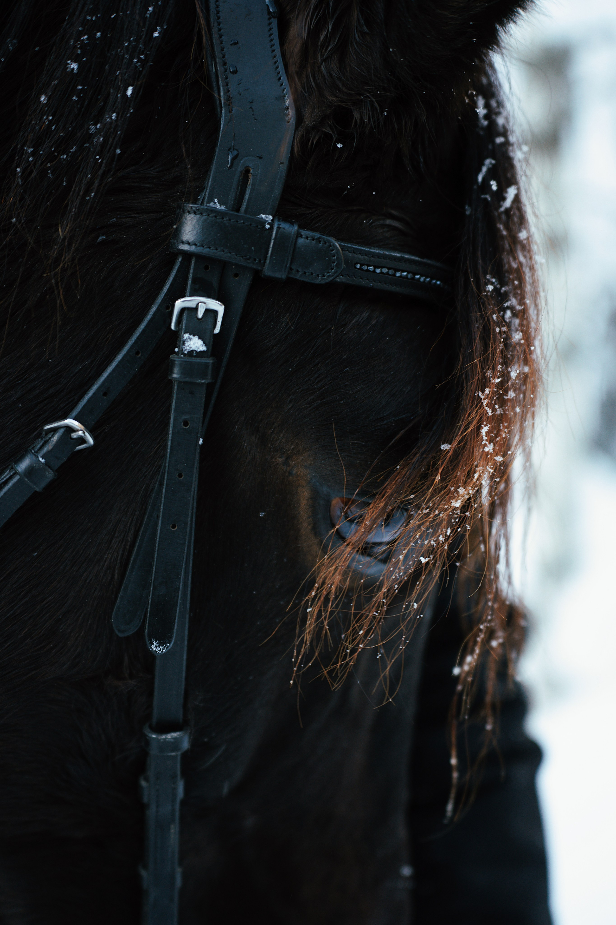 Конные. Фотограф Сибирика (Ирина Кузнецова), Санкт-Петербург и ЛО — портреты, свадьбы и семейные съемки. Творческий подход и качественные фото