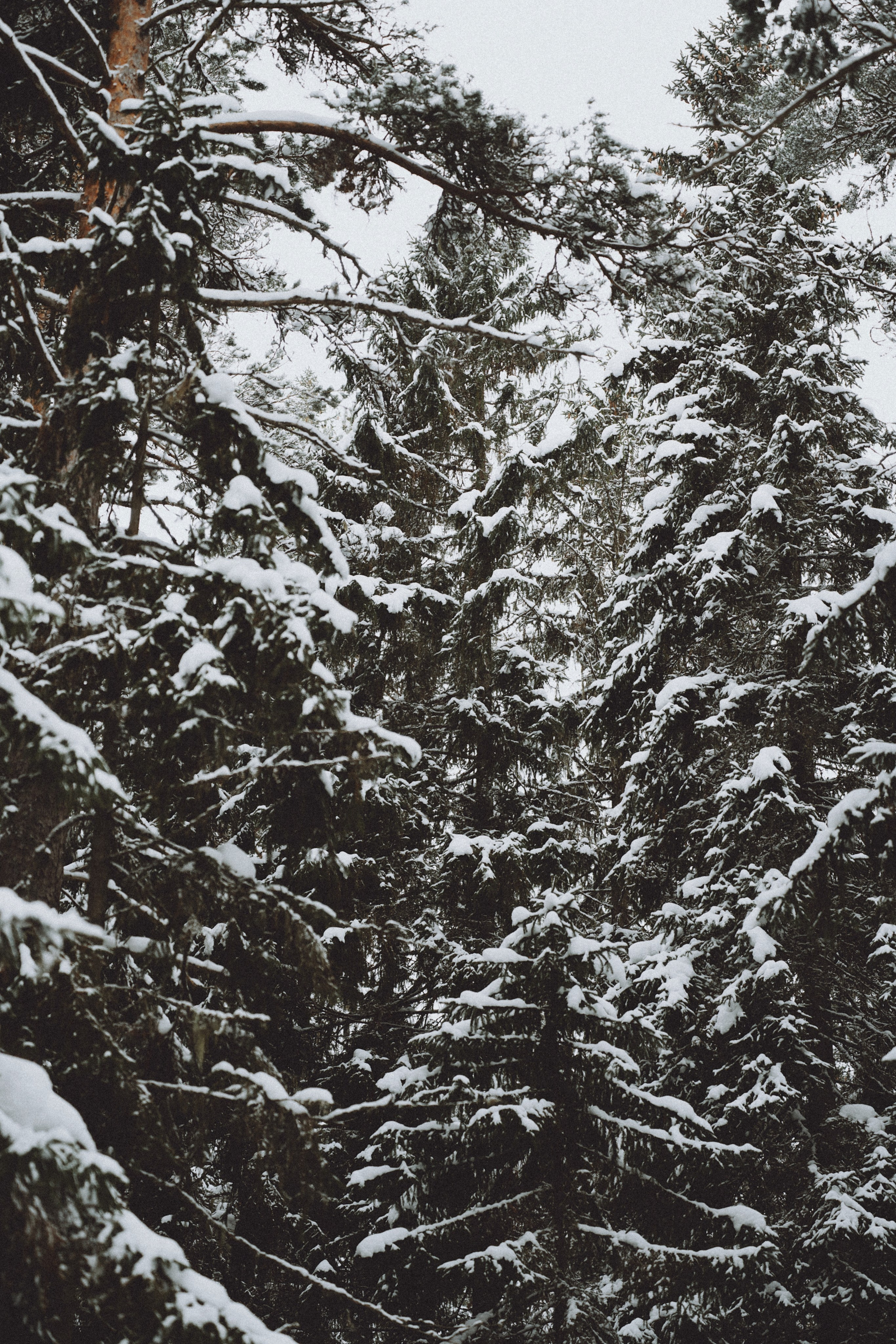 Love Story. Фотограф Сибирика (Ирина Кузнецова), Санкт-Петербург и ЛО — портреты, свадьбы и семейные съемки. Творческий подход и качественные фото
