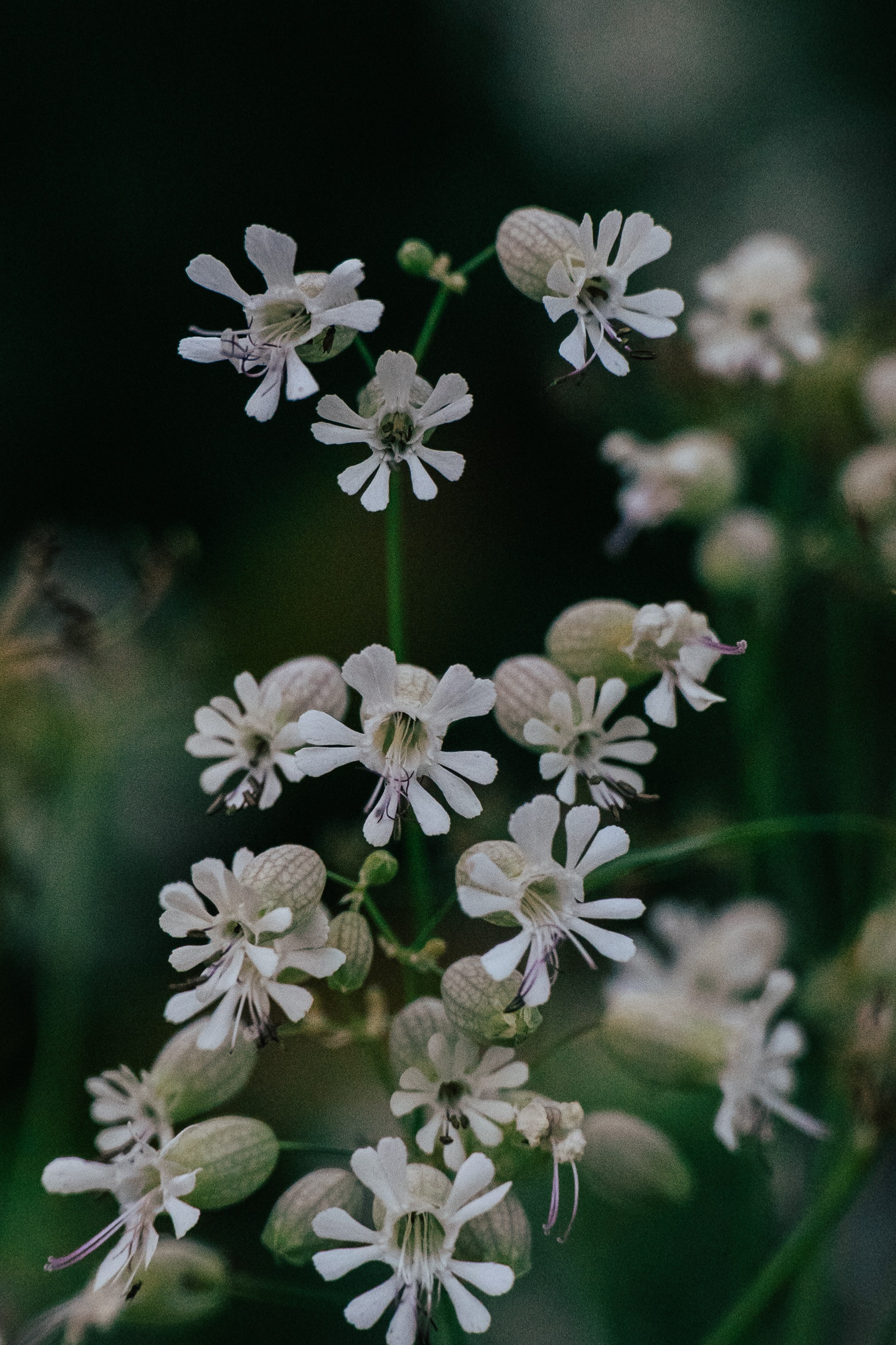 Нахазо ✽ Июль. Репортажный фотограф | Роза Хутор Красная Поляна Сочи Сириус