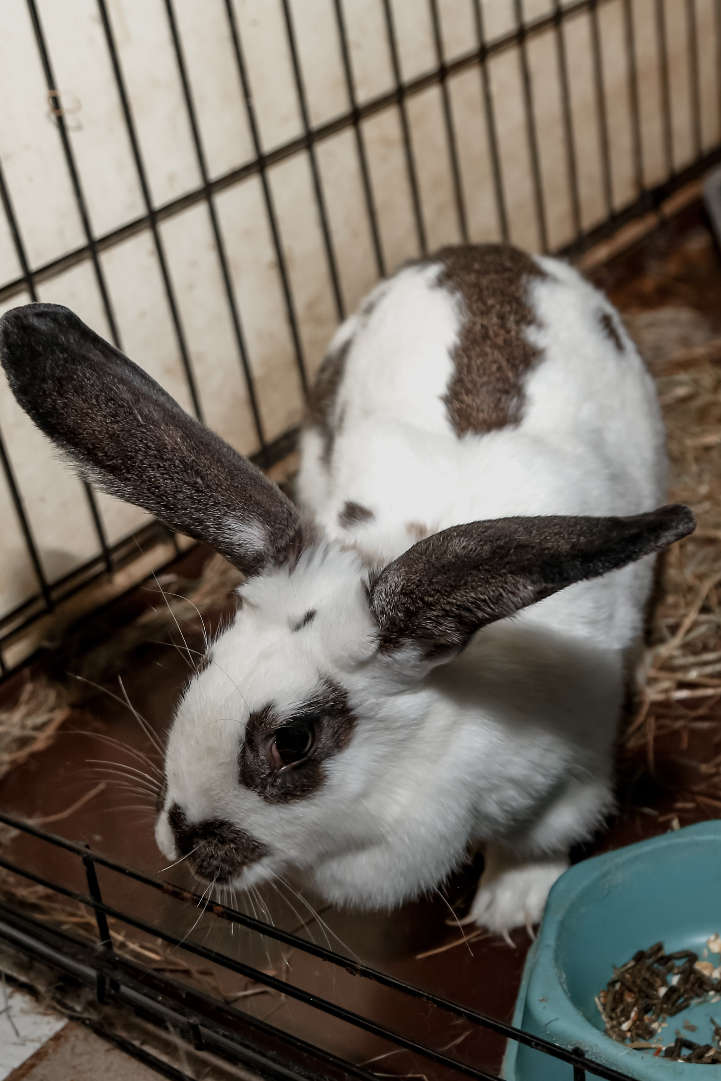 Приют Кошкин Дом Филимоша. Ваш фотограф в Оренбурге Рощупкина Екатерина