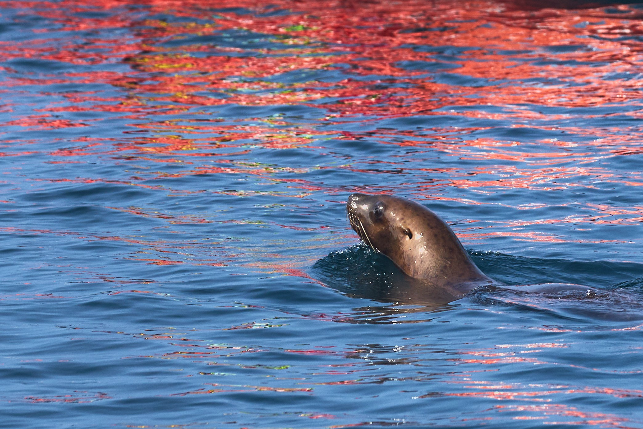 Пейзаж. Репортажный Фотограф во Владивостоке и России Осипчук Дмитрий