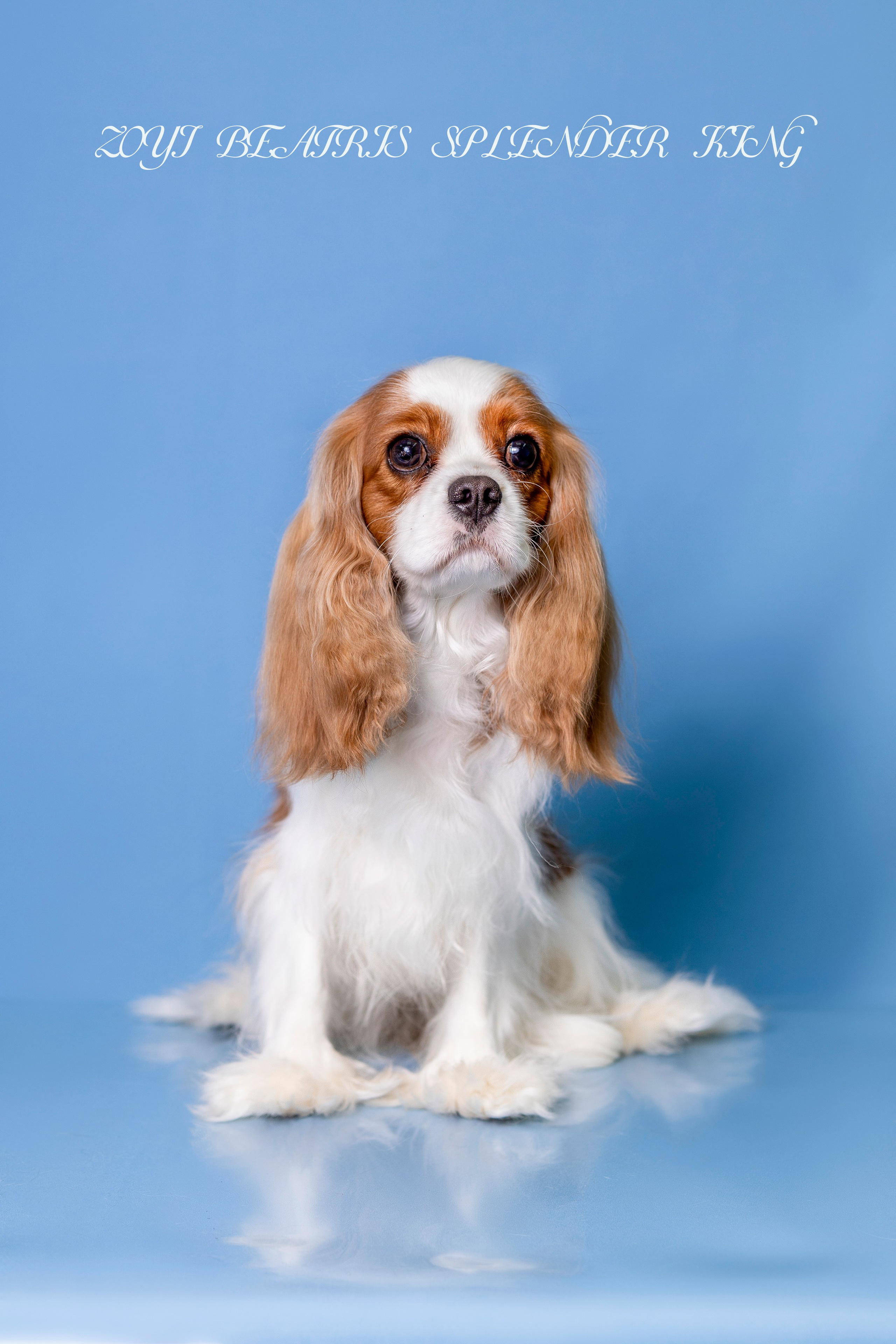 Фотосессия Бетти!. Фотограф 📸 семейный, предметный, репортажный