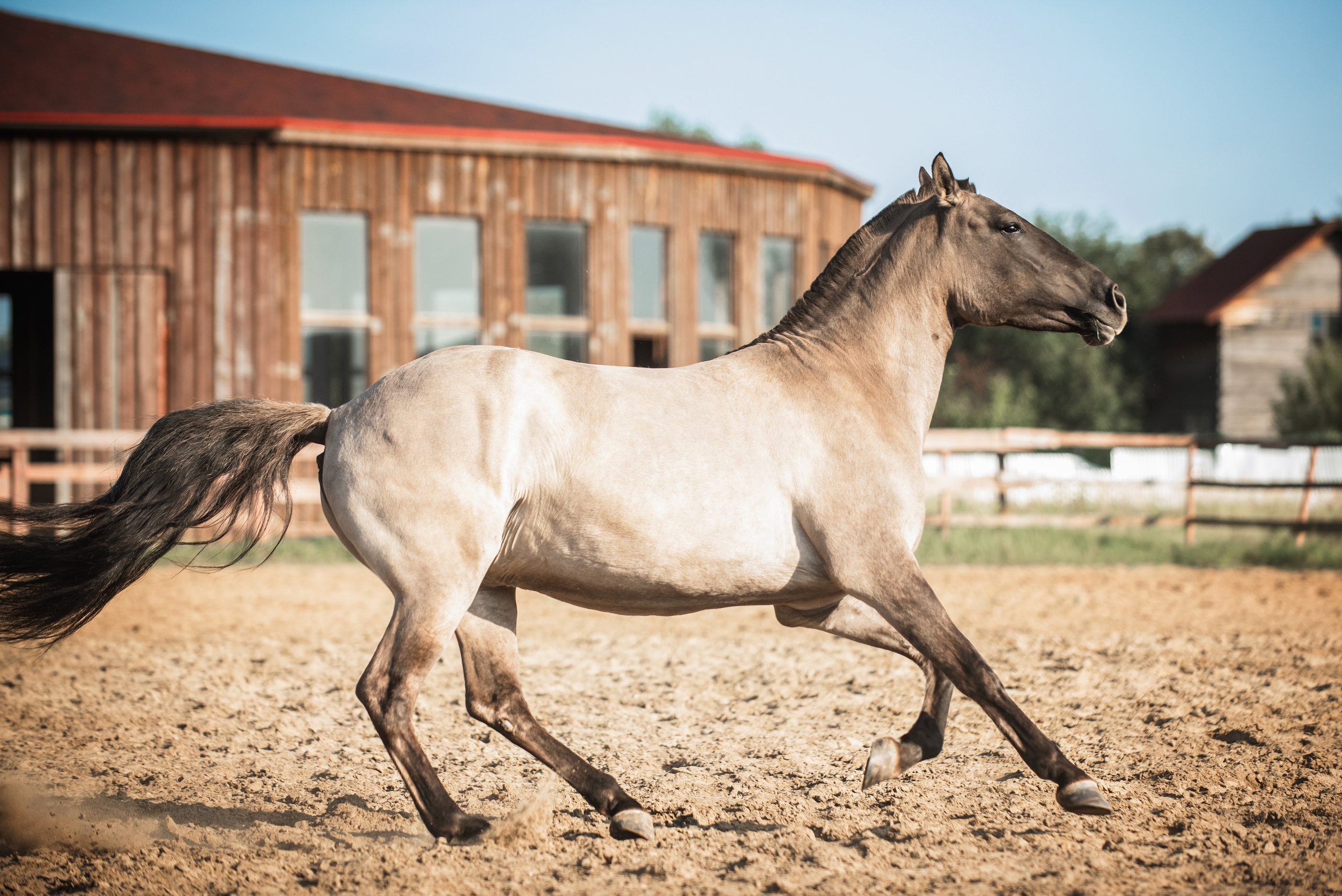Катя SedlaMSK и Кася с Габи. Конный фотограф Куракина Дарья • Фотосессии с лошадьми