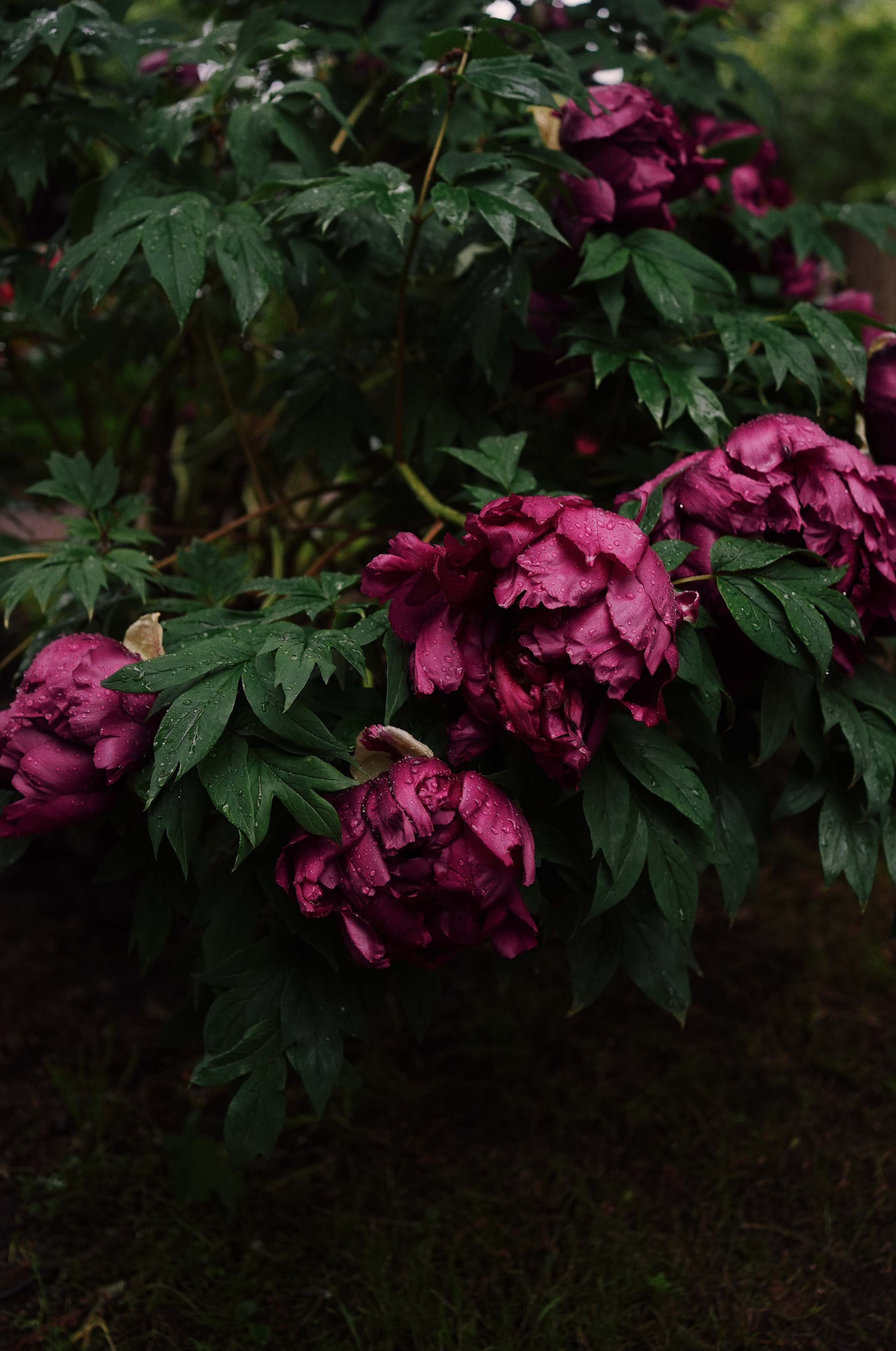 Botanical garden cards. Ксения Копна. Фотограф из Санкт-Петербурга