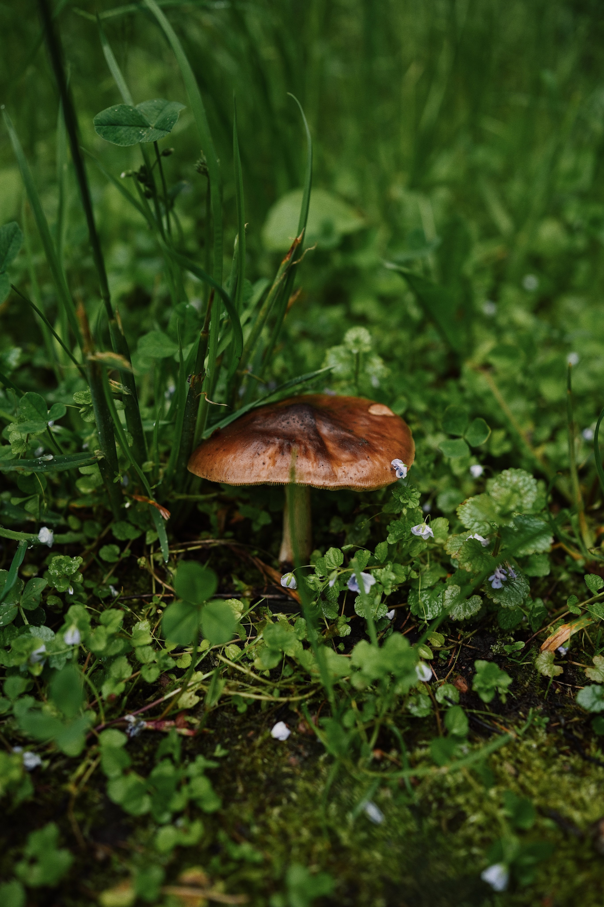 Botanical garden cards. Ксения Копна. Фотограф из Санкт-Петербурга