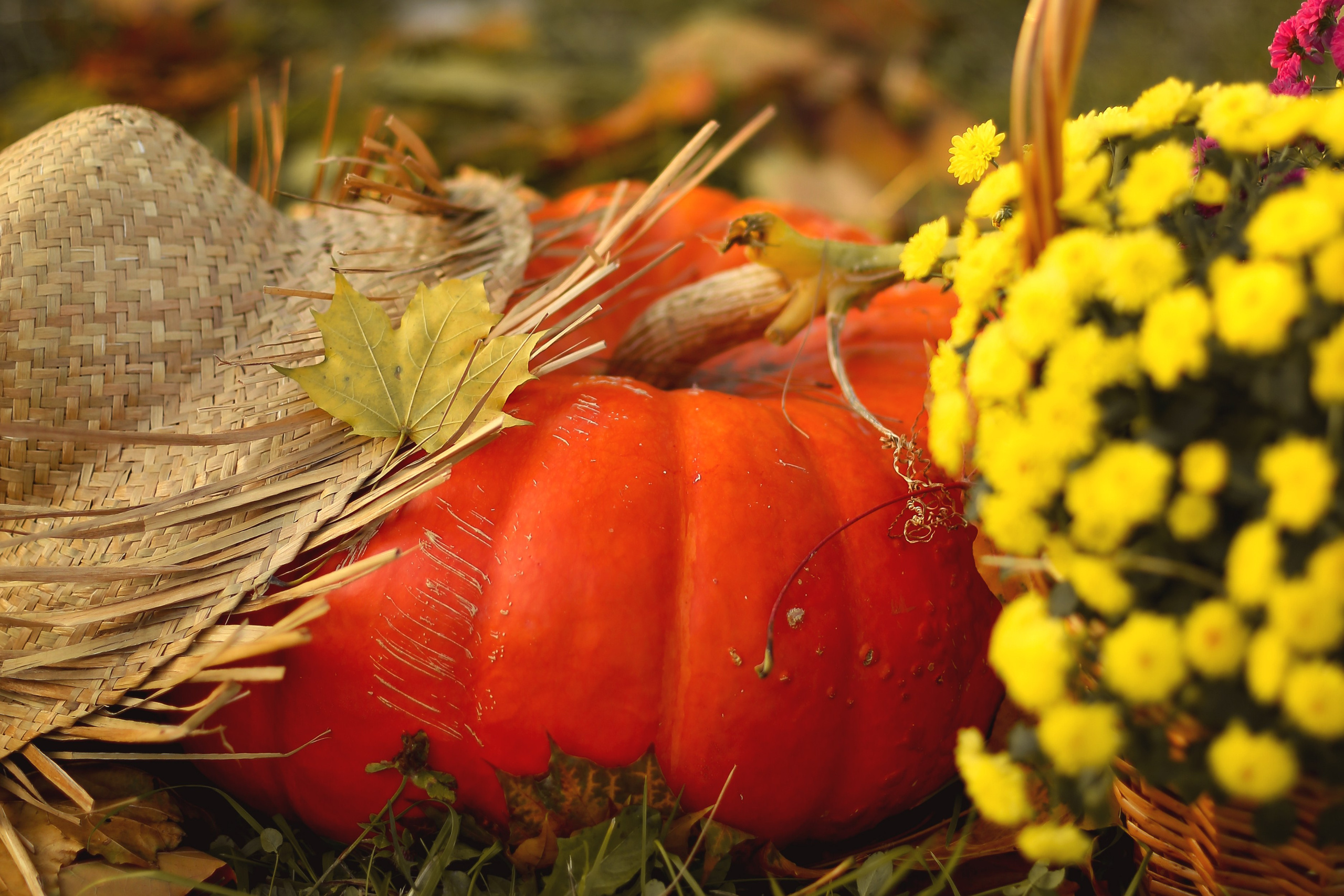 Осенний пикник с кроликом. Фотограф Ульянкина Мария