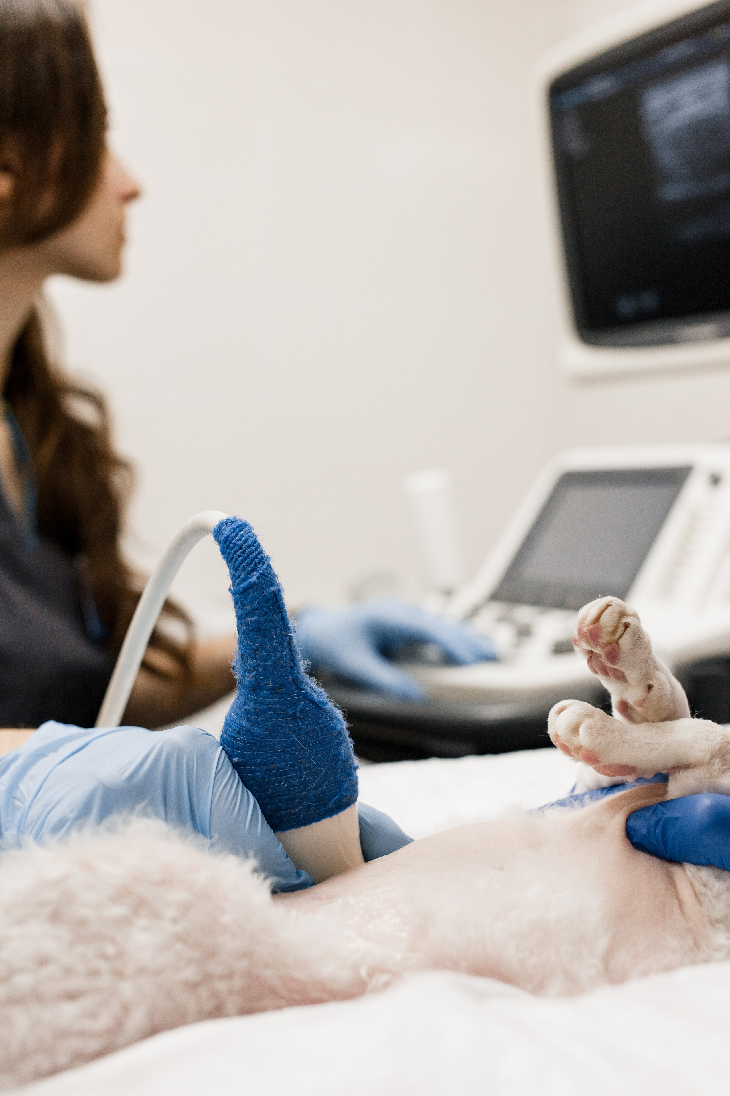 Контентная съемка для ветеринаркой клиники. КОНТЕНТ ФОТОГРАФ