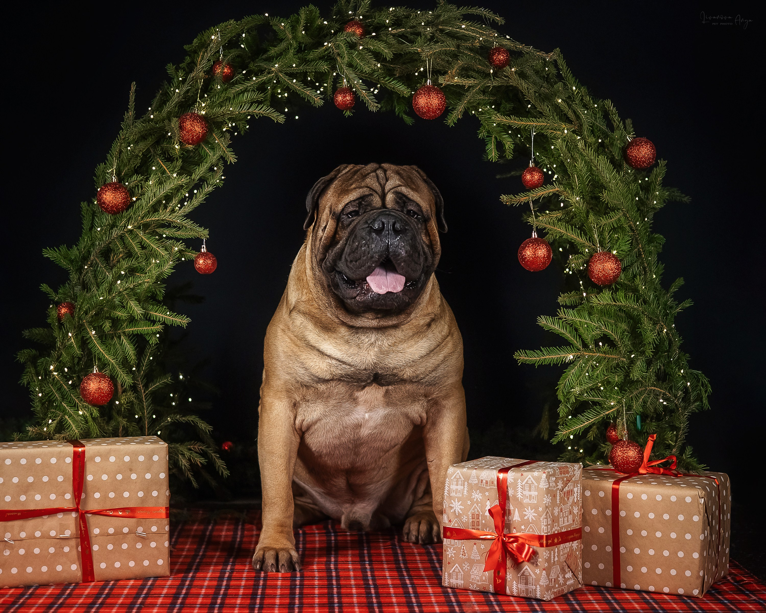 Фотодень_2 2025. Фотограф анималист Аня Ливанова | Рыбинск