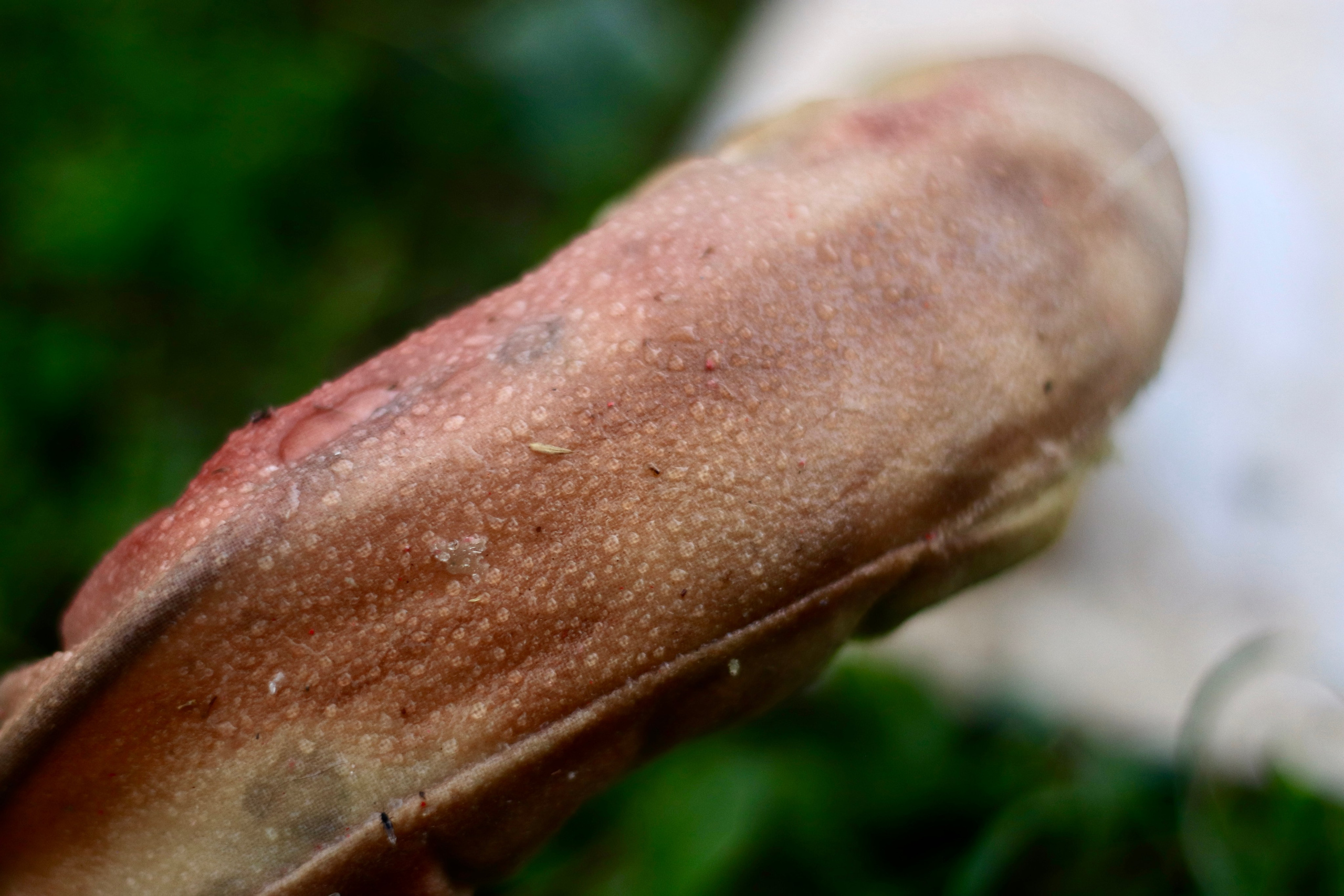 Эволюция непрерывно идет под знаком приспособления: инсталляция. Художница Софья Григорьева