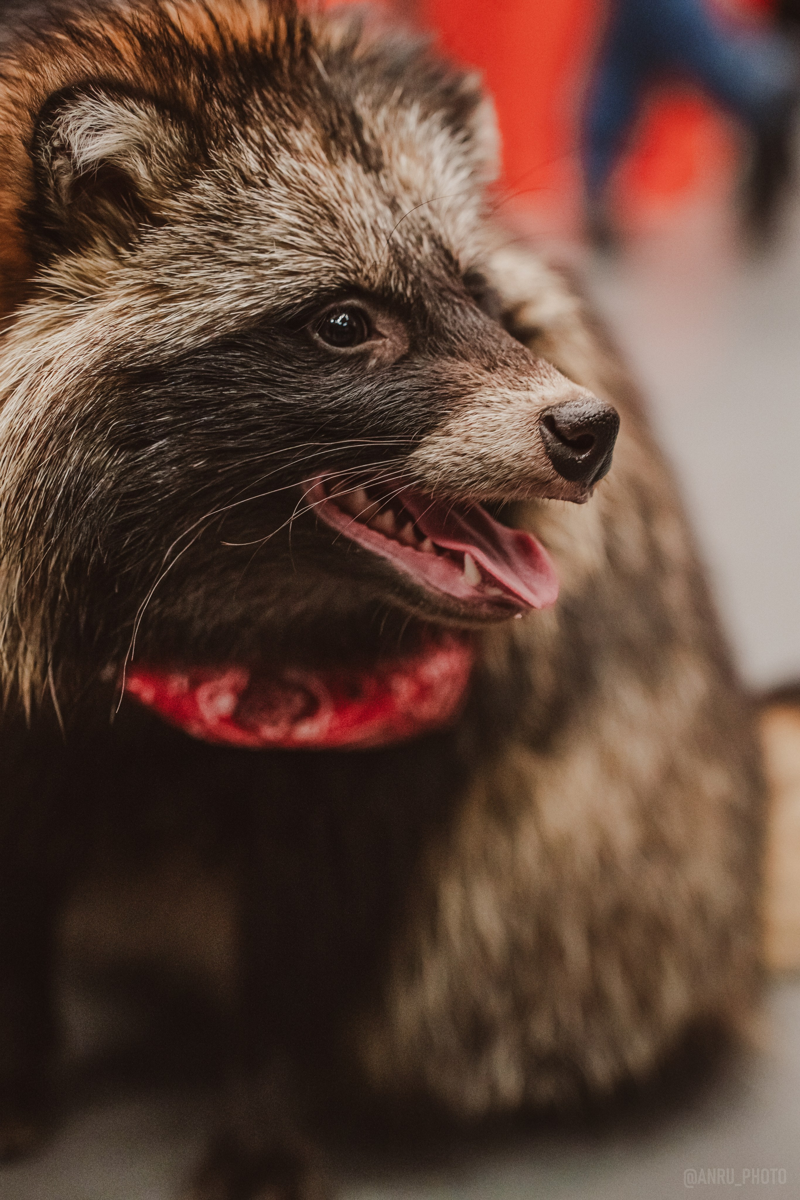 Fox Family fest. Репортажный фотограф Анастасия Рубцова