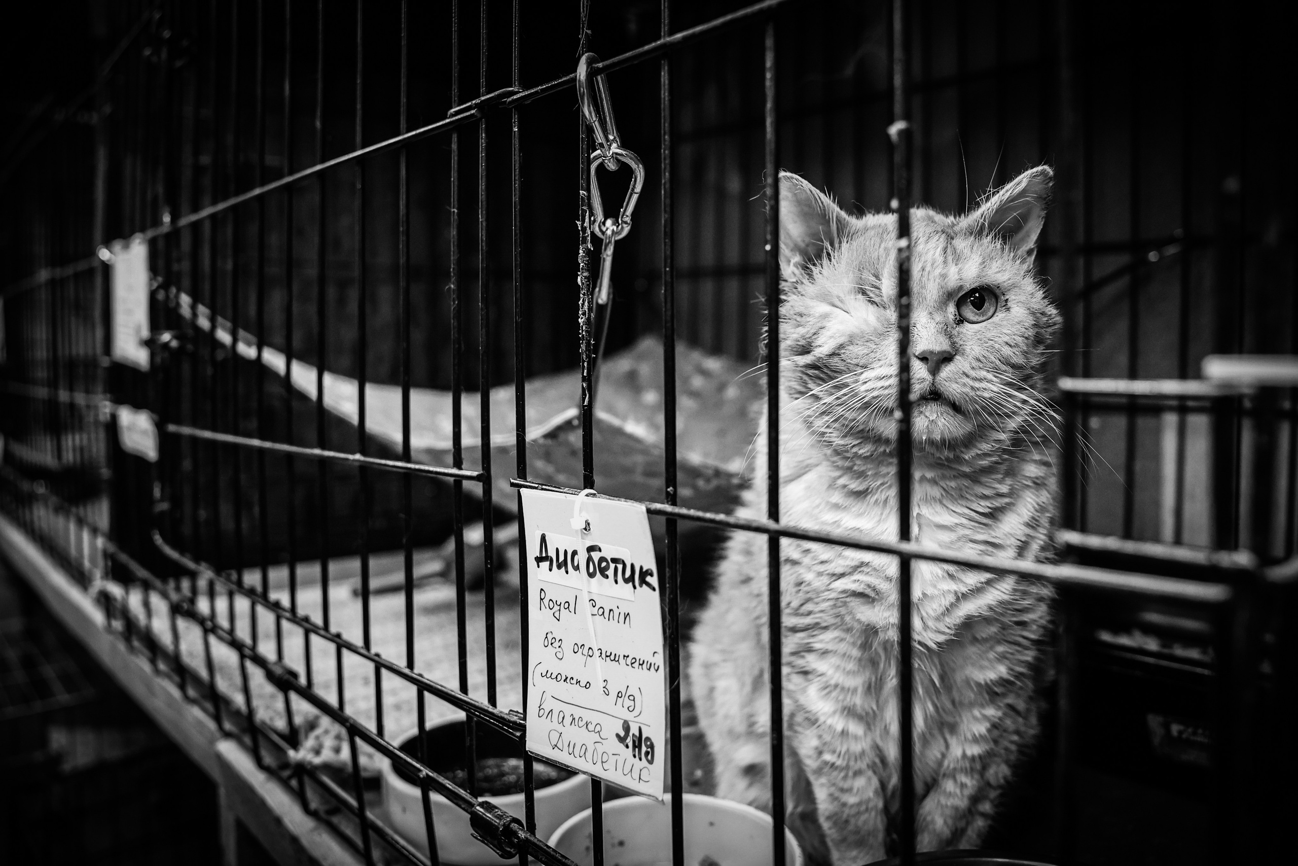 МУР КОША. Ekaterina Ageeva