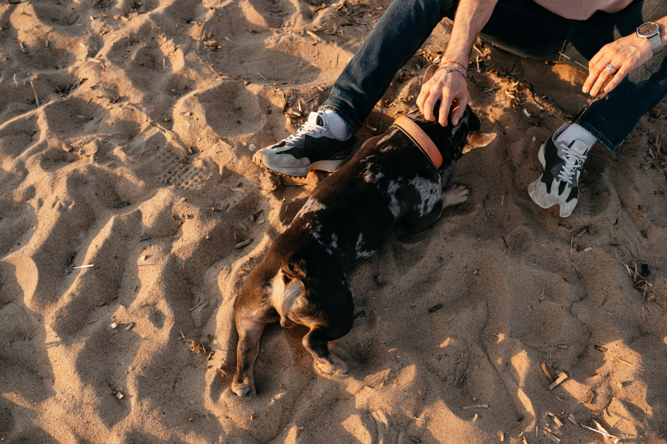 Коля и Бакс. Фотограф анималист в Москве Ольга Агушева