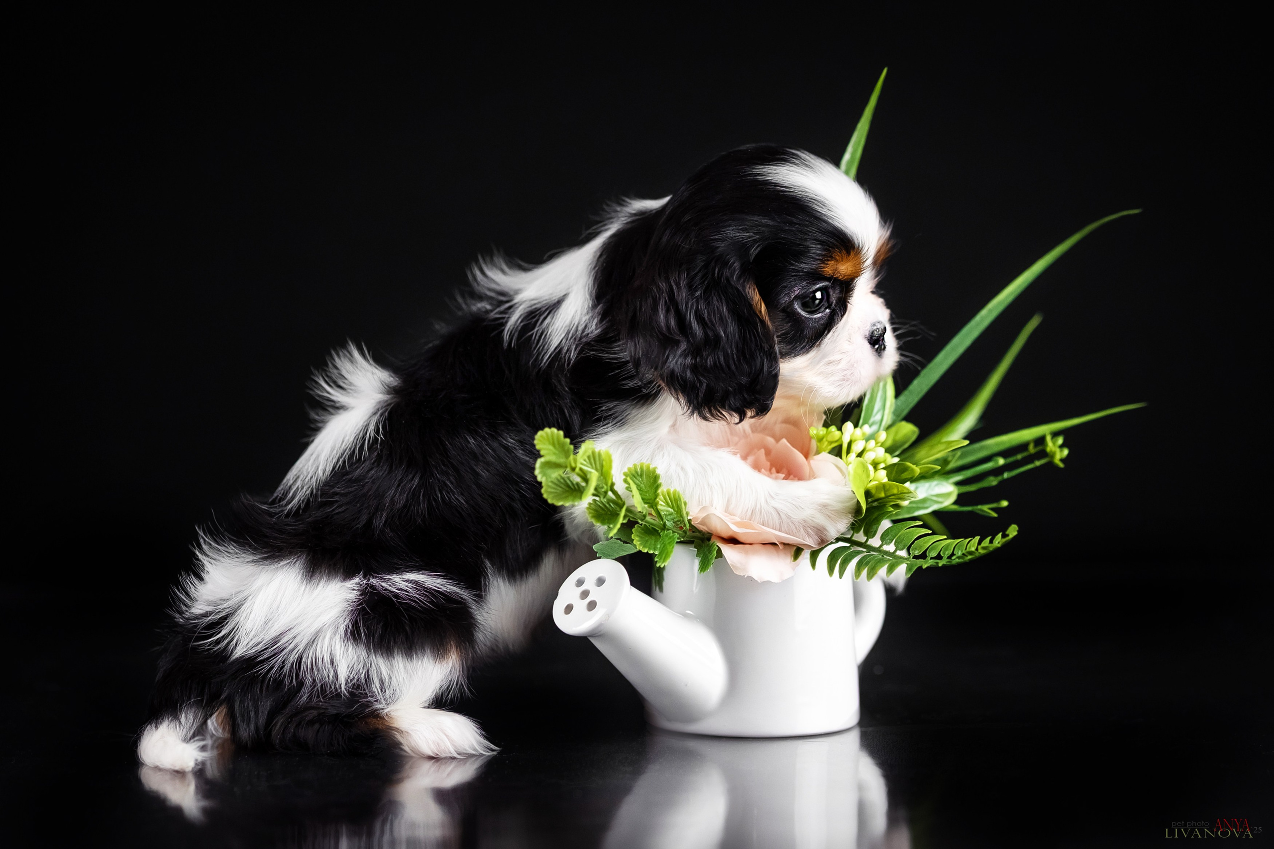 Кавалерчики. Фотограф анималист Аня Ливанова | Рыбинск