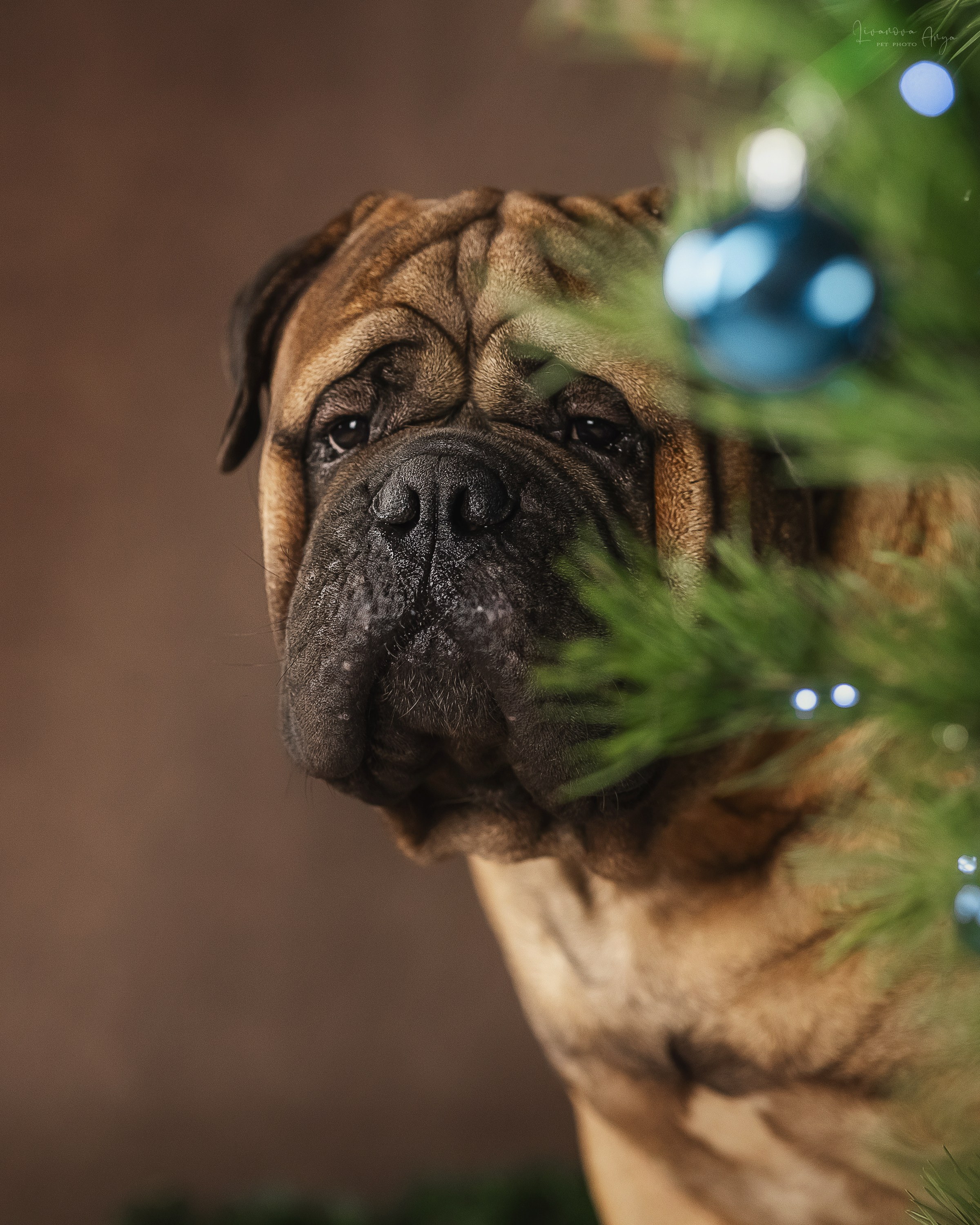 Фотодень_2 2025. Фотограф анималист Аня Ливанова | Рыбинск