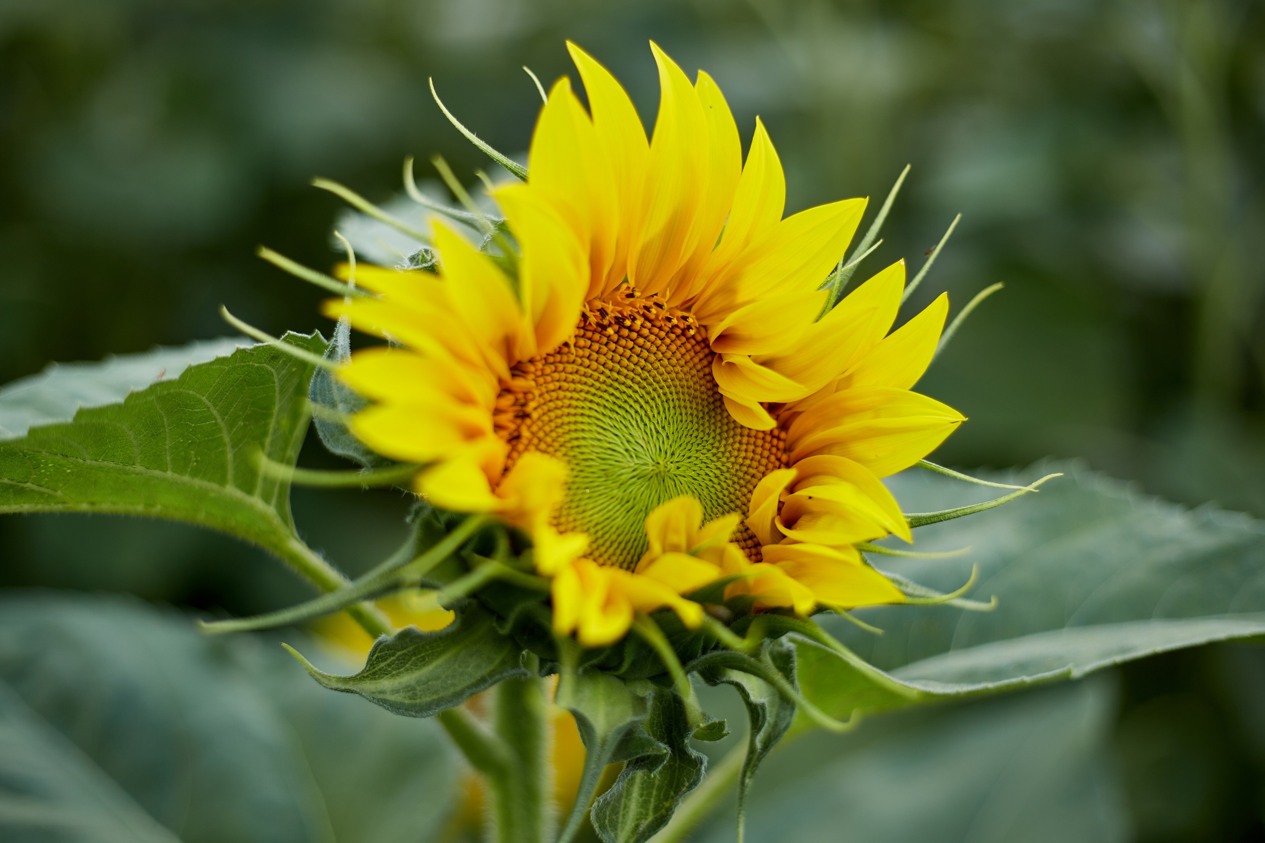 Егор, Маша, Боня