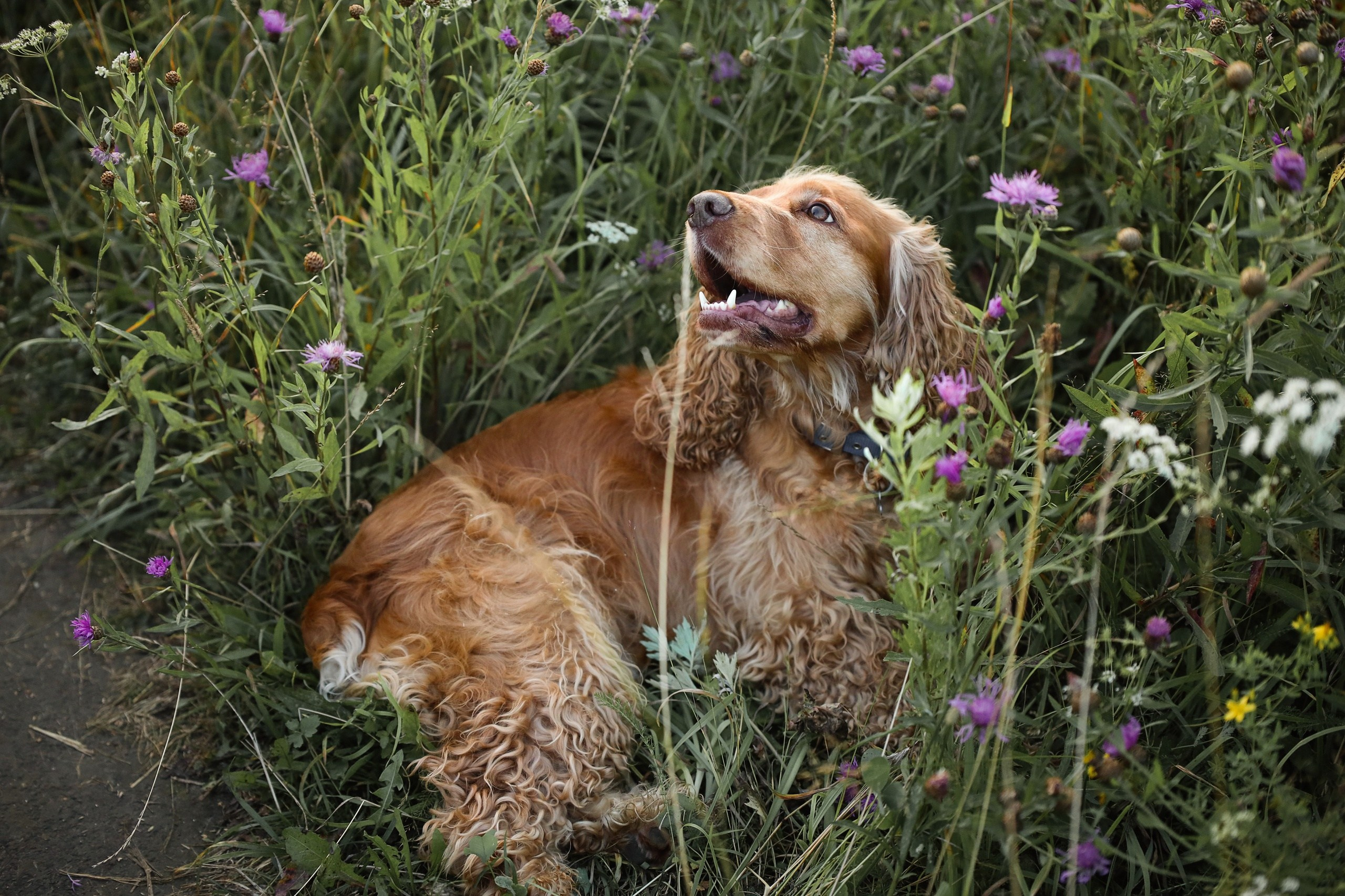 Четвероногие друзья. Репортажный, семейный, школьный фотограф в Иванове Инна Крылова