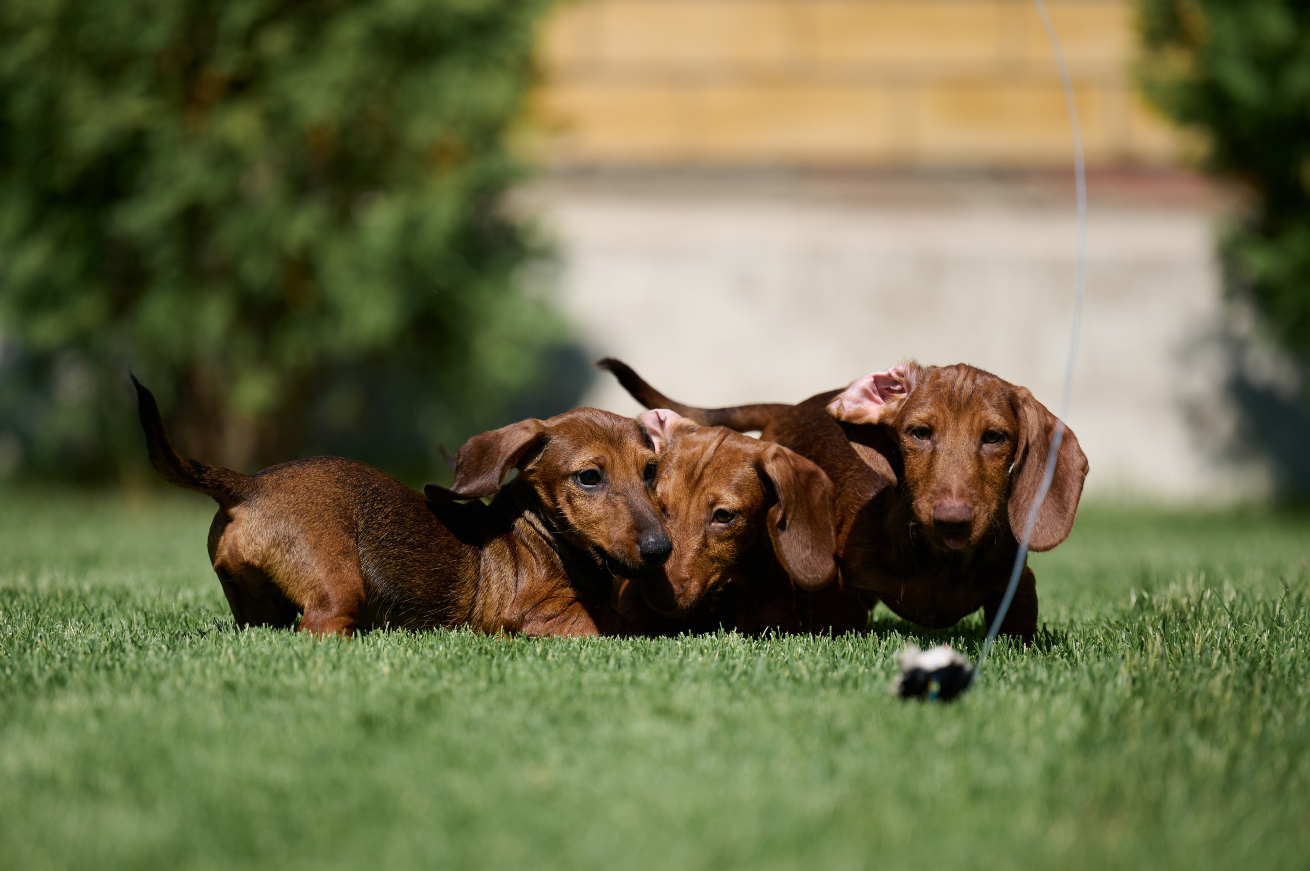 Щенки и котята на улице. Фотограф анималист в Казани Алина Сулейманова. Фотограф животных