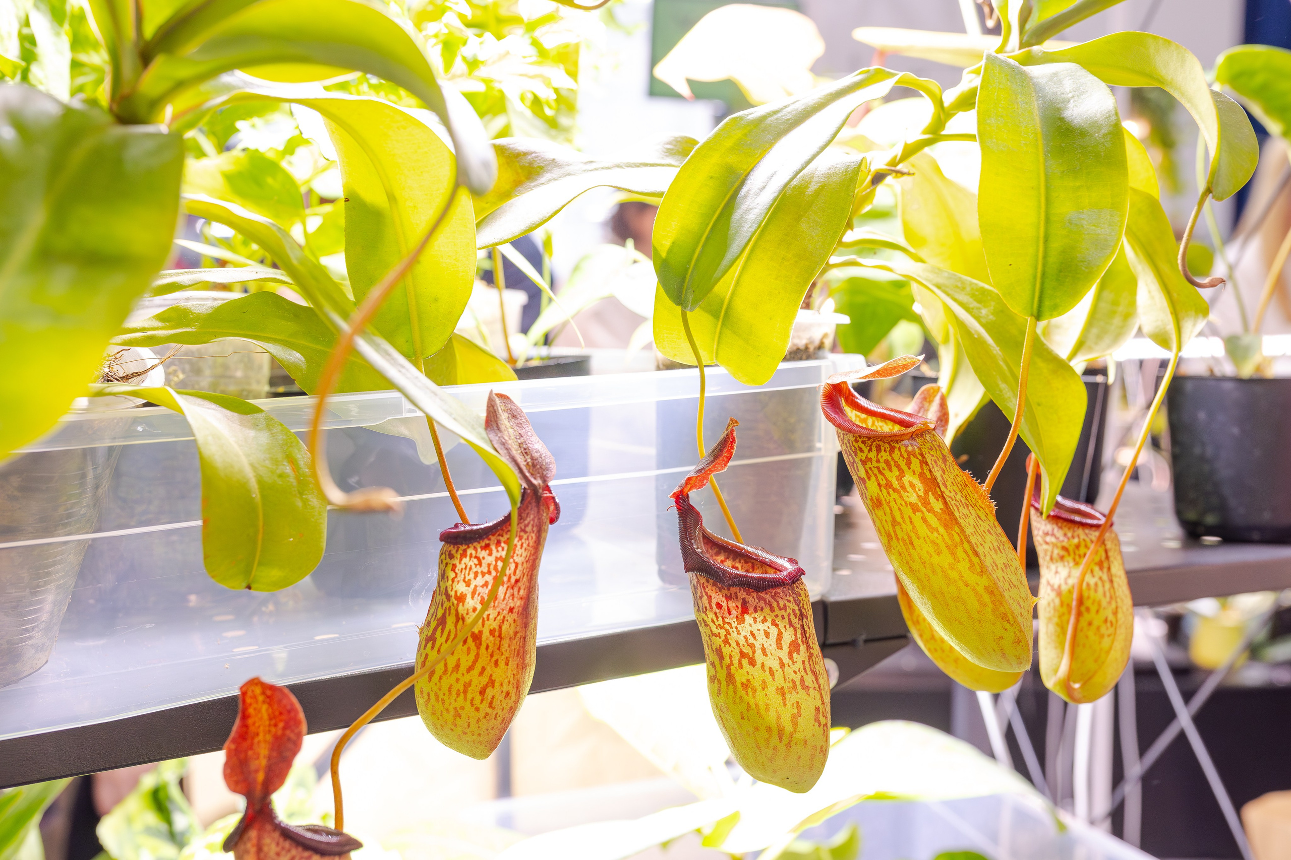 Монстериум 11–12 октября. Александра Куликова фотограф, Москва