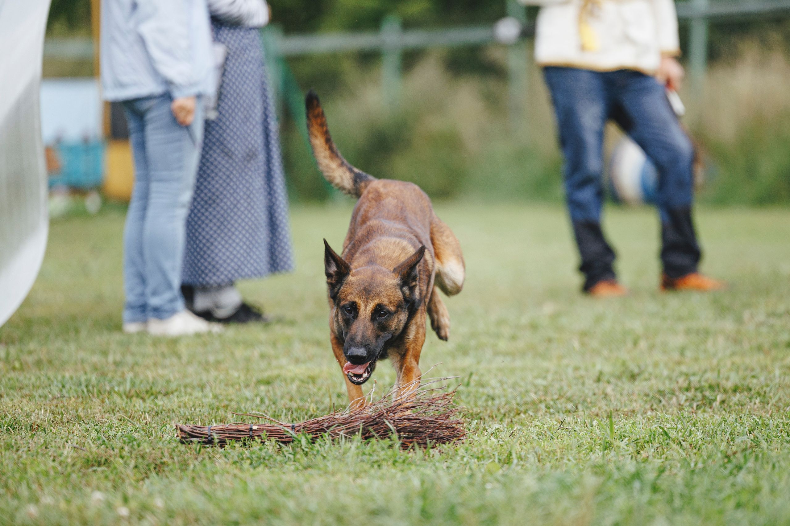 08.08.25-10.08.25 ЧР по мондьорингу г. Вологда. Фотограф-анималист Анна Маринич