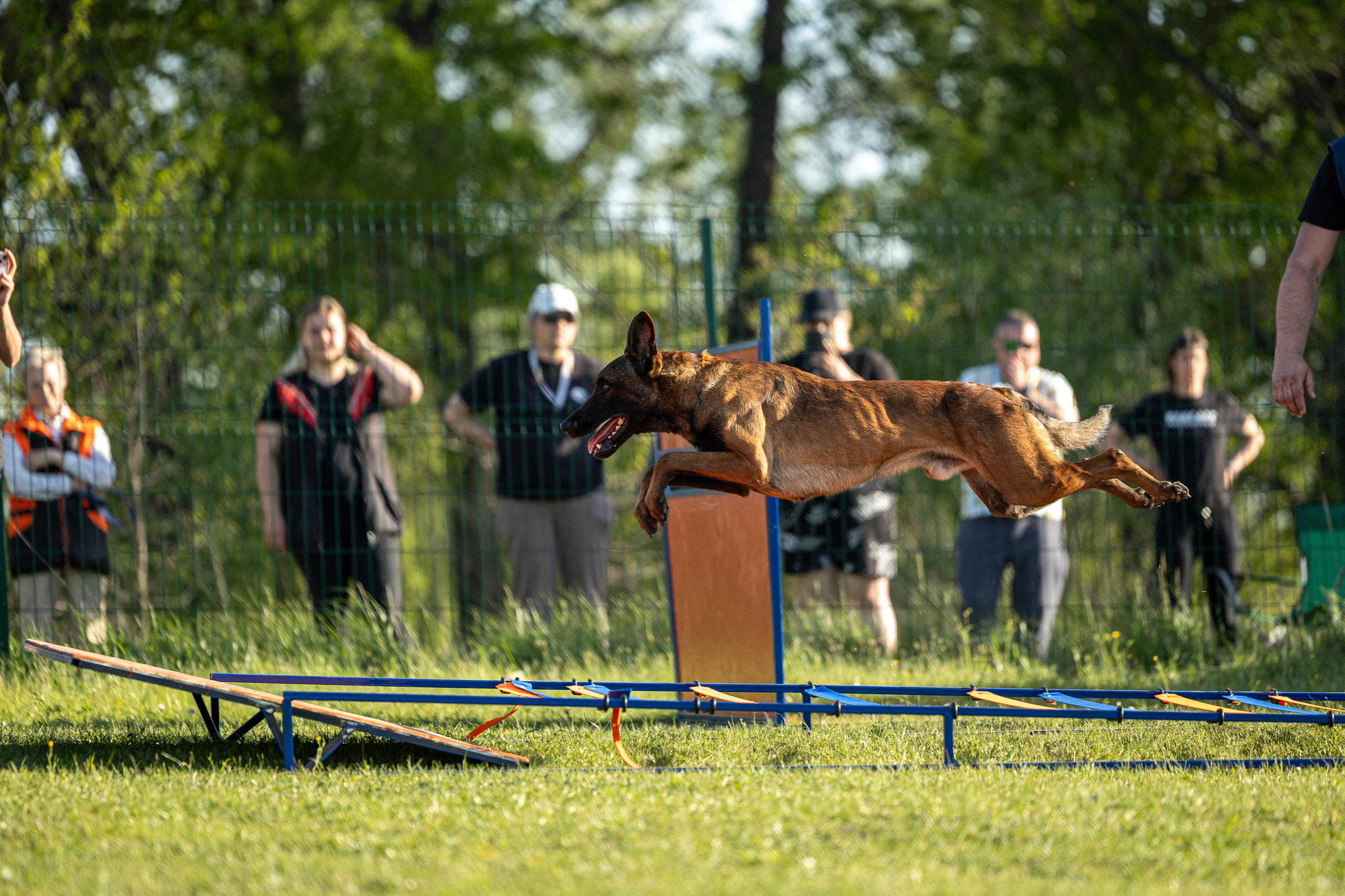 Испытания по мондьорингу в Нижнем Новгороде. Фотограф-анималист Анна Маринич