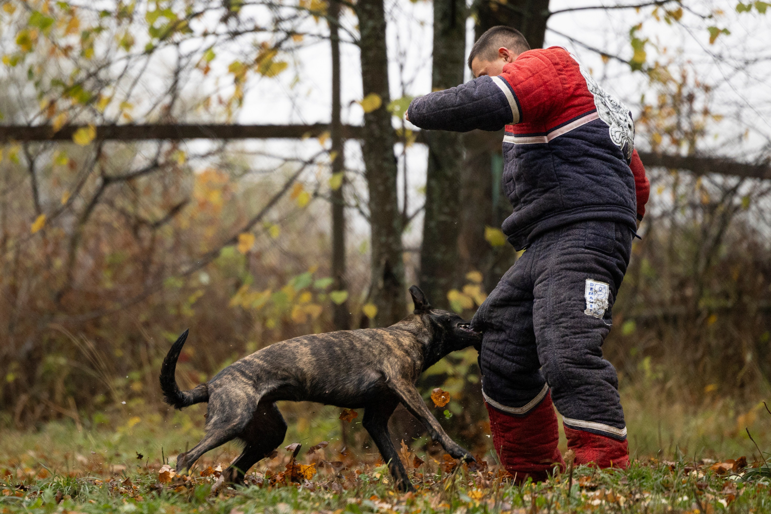 Соревнования по Мондьорингу г. Вологда. Фотограф-анималист Анна Маринич