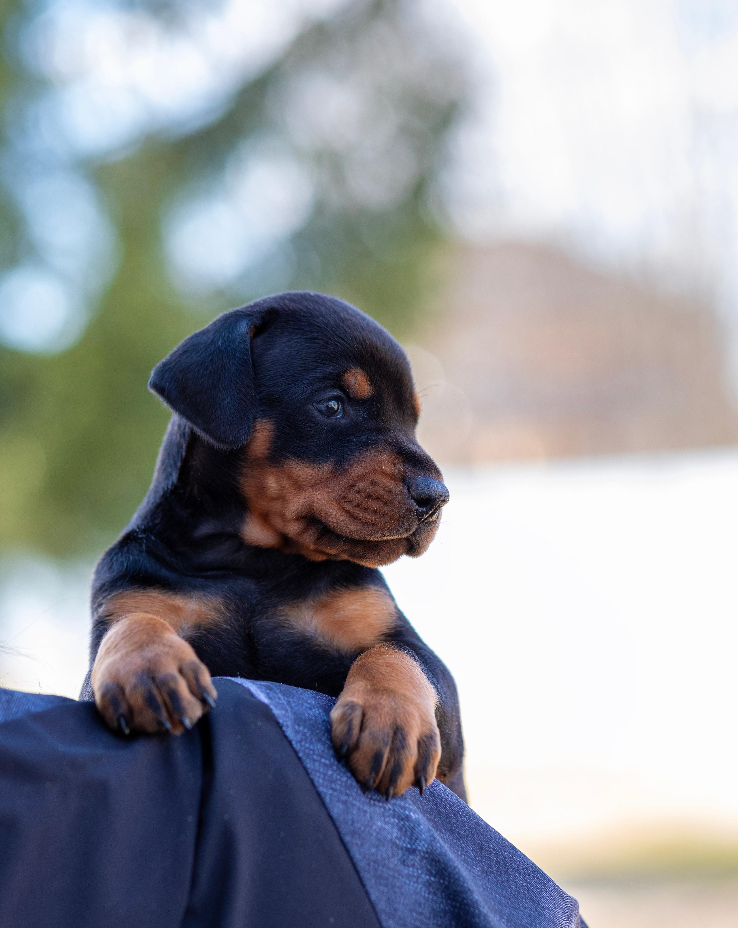 Доберман. Фотограф — анималист Татьяна Ли
