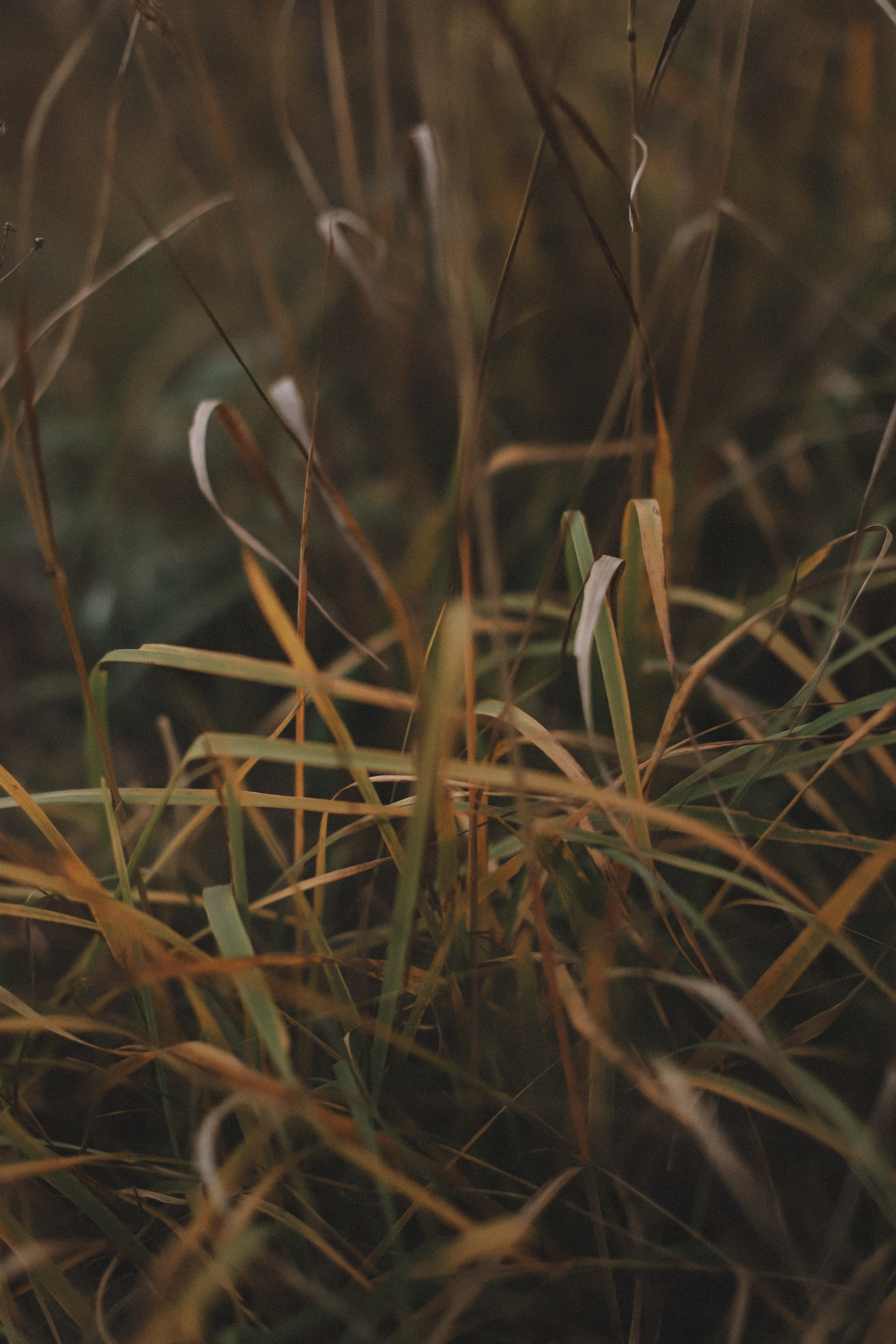 Зина. Фотограф в Нижнем Новгороде Кристина Батанова