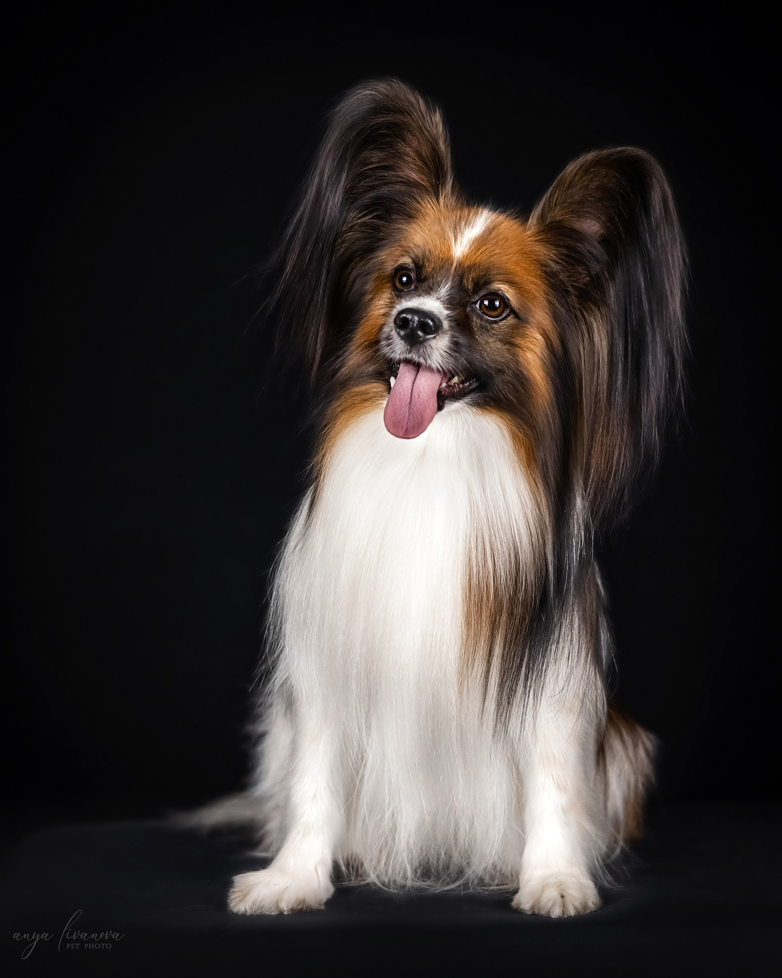 Террик. Фотограф анималист Аня Ливанова | Рыбинск