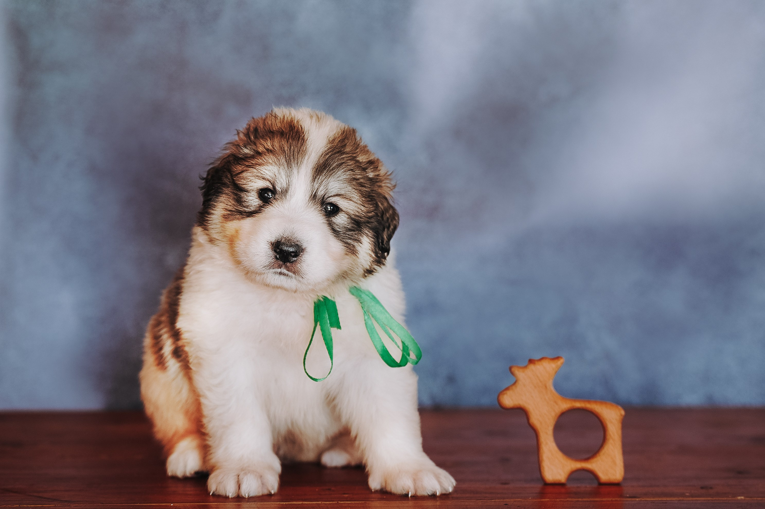 Пиренейские горные. Фотограф анималист в Спб недорого Олеся Майорова