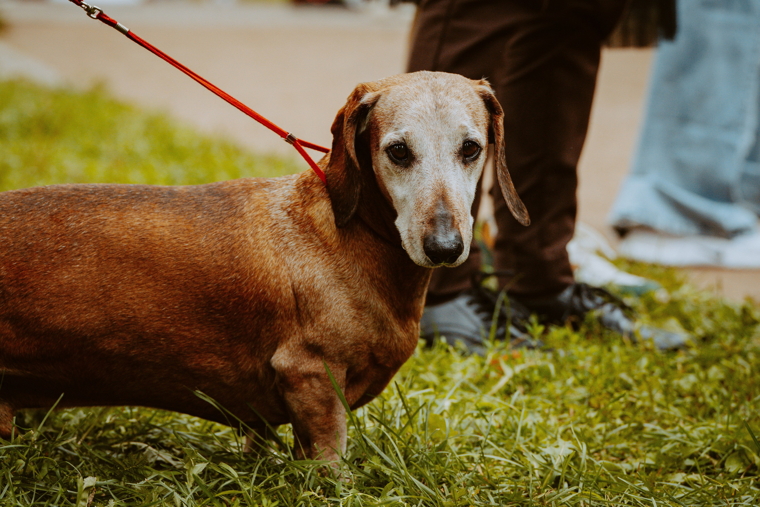 Такспарад. Фотограф анималист в Спб недорого Олеся Майорова